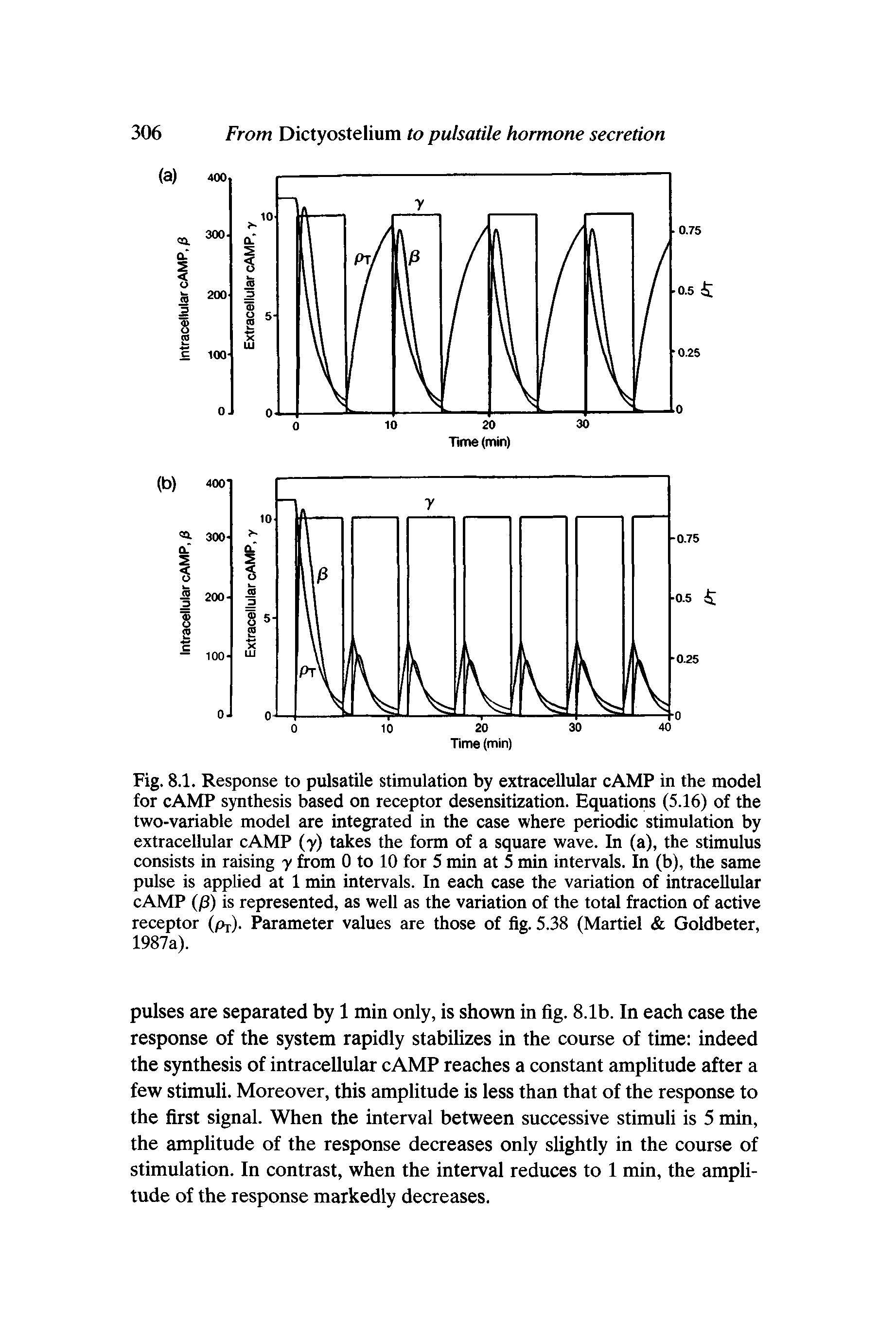 Fig. 8.1. Response to pulsatile stimulation by extracellular cAMP in the model for cAMP synthesis based on receptor desensitization. Equations (5.16) of the two-variable model are integrated in the case where periodic stimulation by extracellular cAMP (y) takes the form of a square wave. In (a), the stimulus consists in raising y from 0 to 10 for 5 min at 5 min intervals. In (b), the same pulse is applied at 1 min intervals. In each case the variation of intracellular cAMP (j8) is represented, as well as the variation of the total fraction of active receptor (pp). Parameter values are those of fig. 5.38 (Martiel Goldbeter, 1987a).