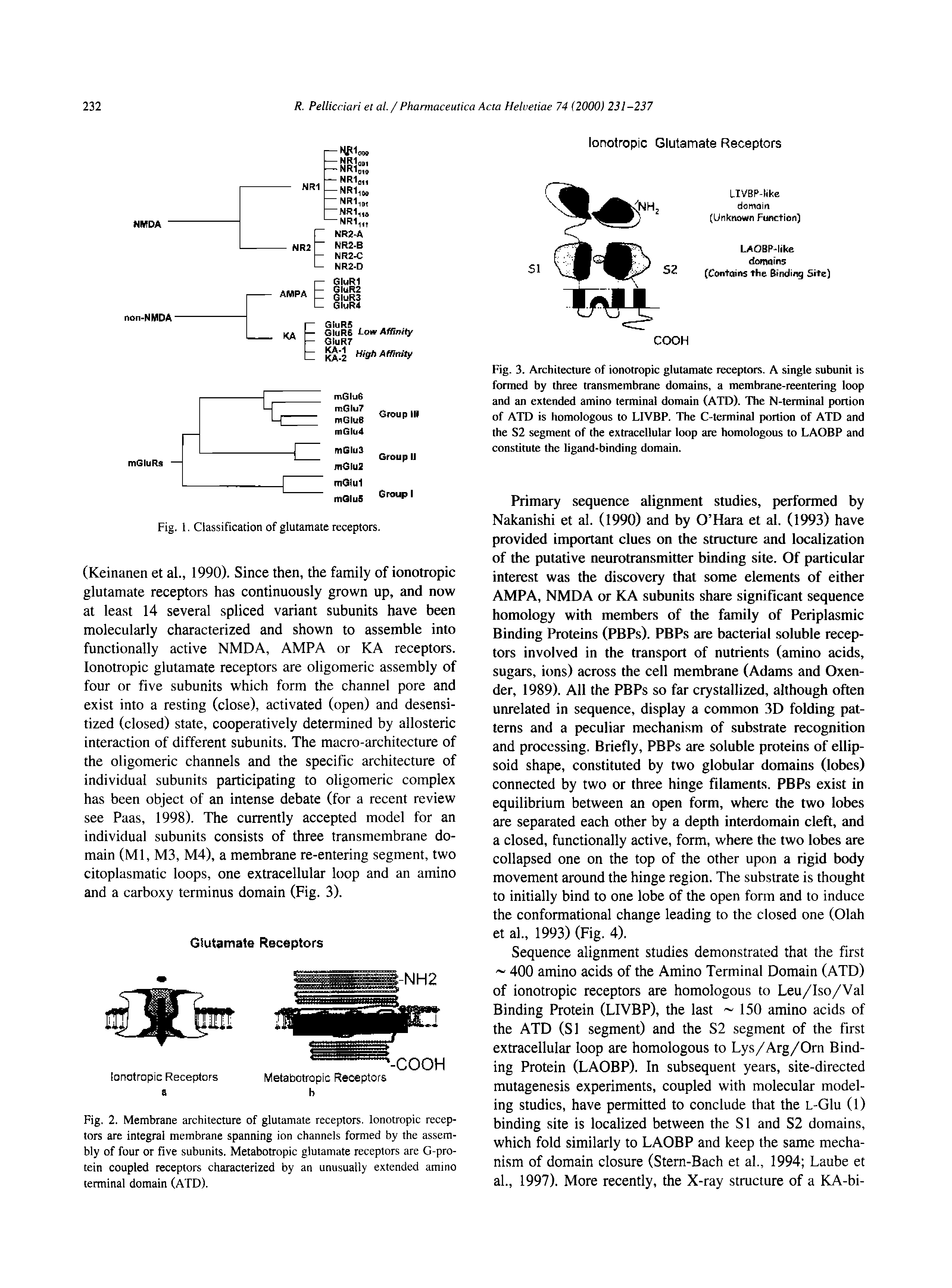 Fig. 2. Membrane architecture of glutamate receptors. Ionotropic receptors are integral membrane spanning ion channels formed by the assembly of four or five subunits. Metabotropic glutamate receptors are G-pro-tein coupled receptors characterized by an unusually extended amino terminal domain (ATD).