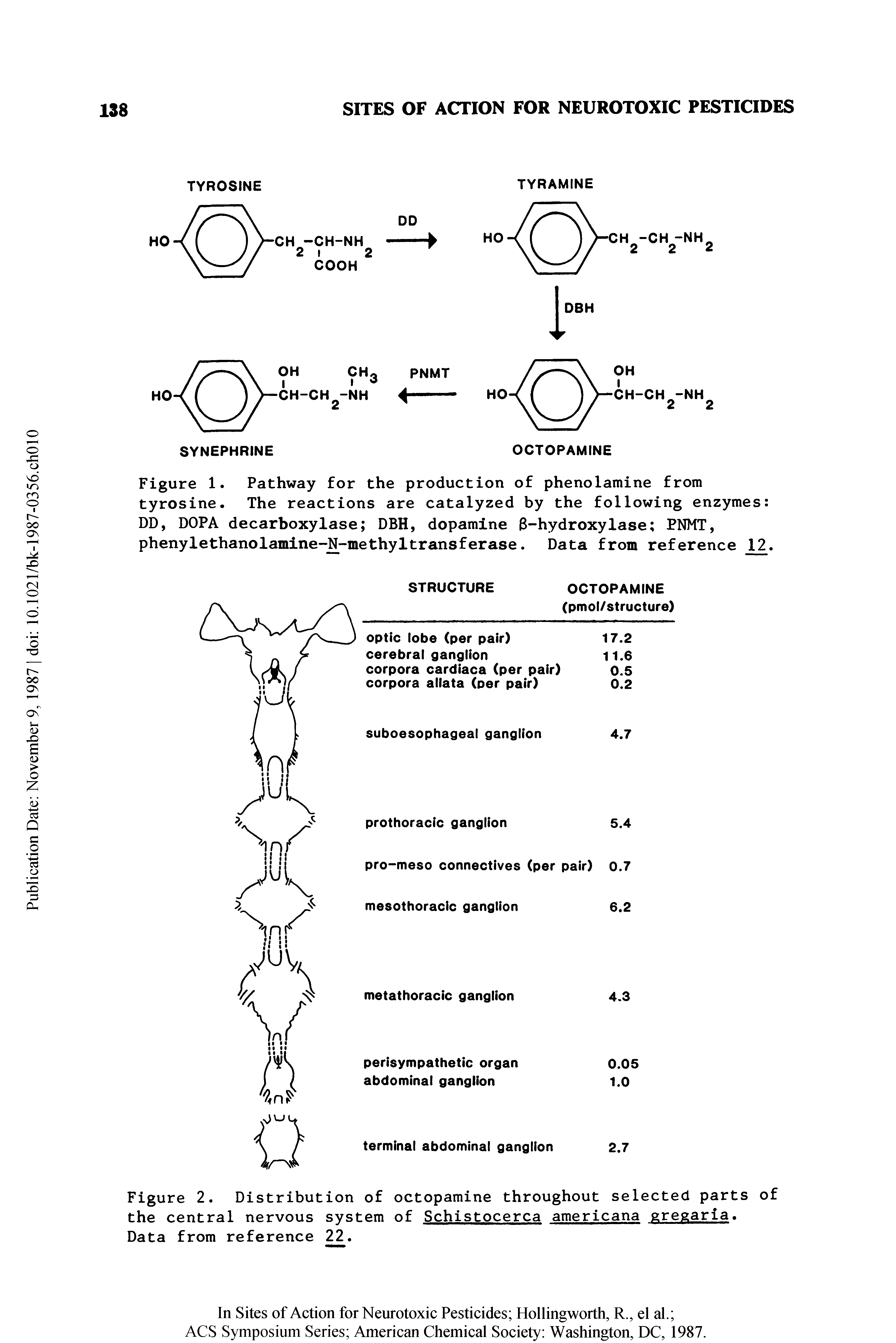 Figure 1. Pathway for the production of phenolamine from tyrosine. The reactions are catalyzed by the following enzymes DD, DOPA decarboxylase DBH, dopamine 8-hydroxylase PNMT, phenylethanolamine-N-methyltransferase. Data from reference 12.