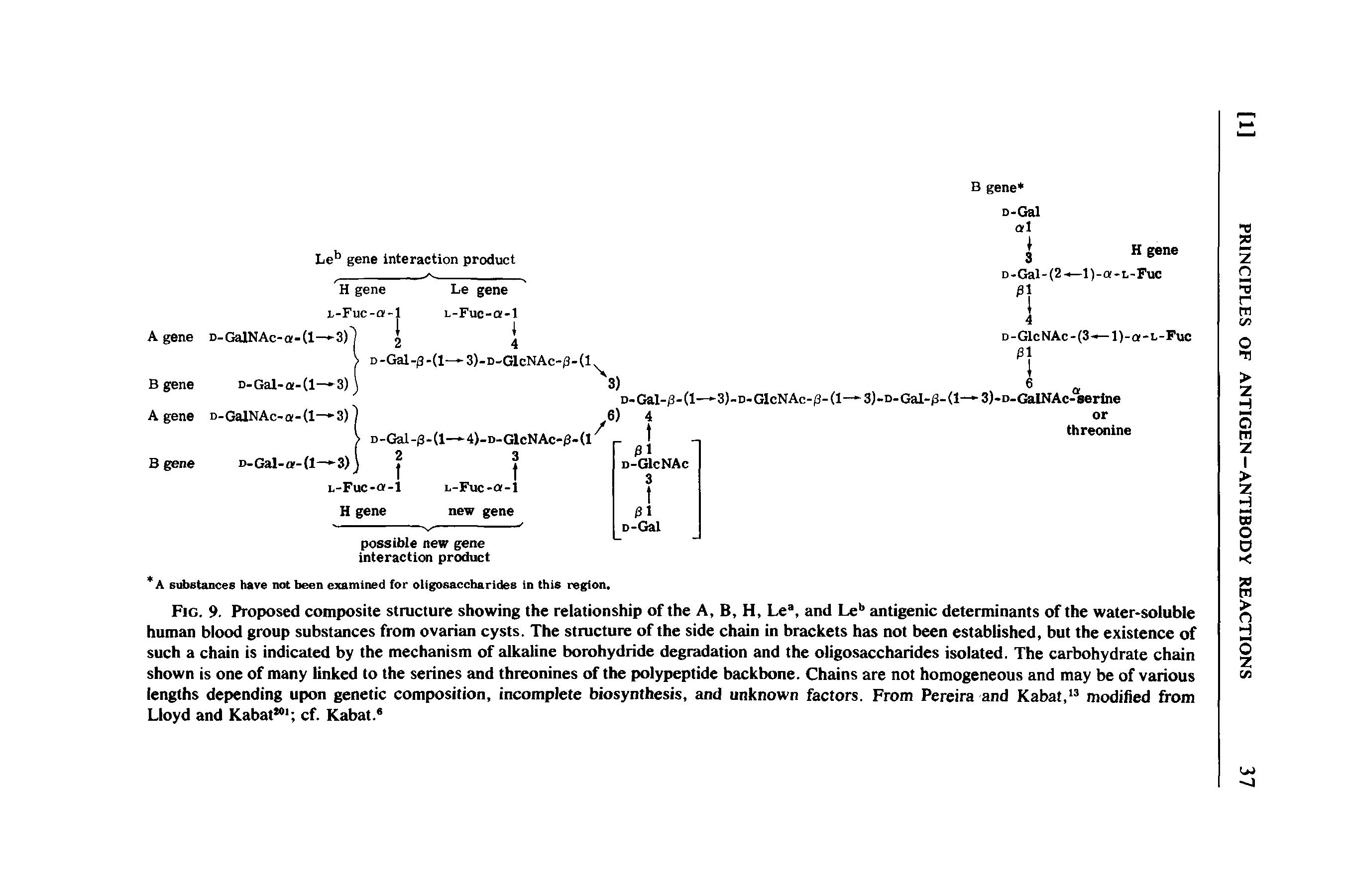 Fig. 9. Proposed composite structure showing the relationship of the A, B, H, Le , and Le antigenic determinants of the water-soluble human blood group substances from ovarian cysts. The structure of the side chain in brackets has not been established, but the existence of such a chain is indicated by the mechanism of alkaline borohydride degradation and the oligosaccharides isolated. The carbohydrate chain shown is one of many linked to the serines and threonines of the polypeptide backbone. Chains are not homogeneous and may be of various lengths depending upon genetic composition, incomplete biosynthesis, and unknown factors. From Pereira and Kabat, modified from Lloyd and Kabat cf. Kabat. ...
