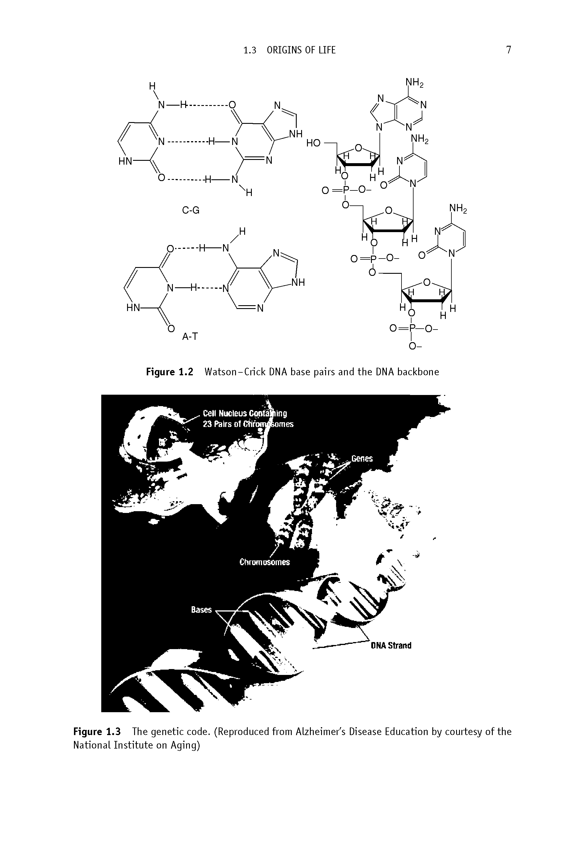 Figure 1.3 The genetic code. (Reproduced from Alzheimer s Disease Education by courtesy of the National Institute on Aging)...