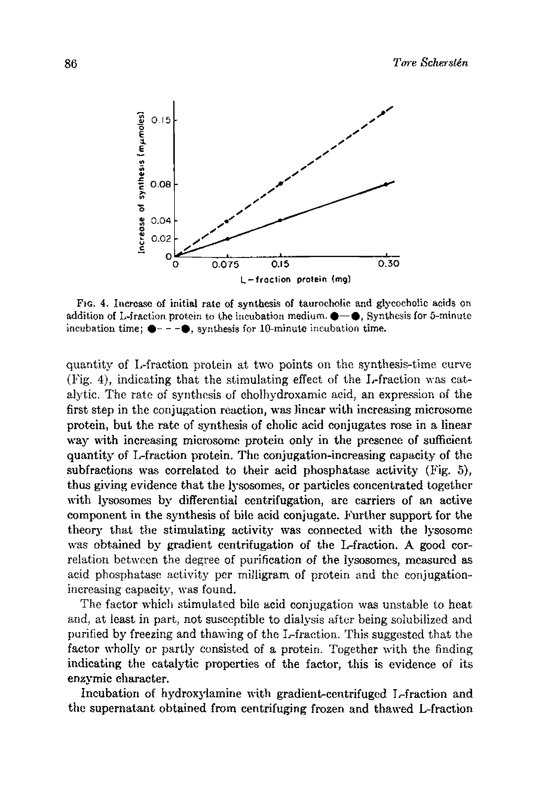 Fig. 4. Increase of initial rate of synthesis of taurochoiic ami glycocholic acids on addition of L-fraction protein to the incubation medium. — , Synthesis for C-min jtc incubation time ------synthesis for 10-minuto inoubation time.