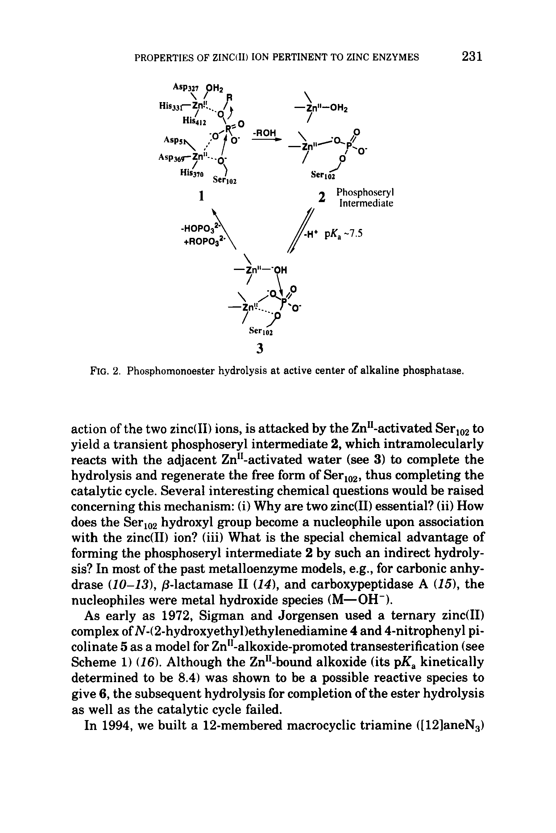 Fig. 2. Phosphomonoester hydrolysis at active center of alkaline phosphatase.