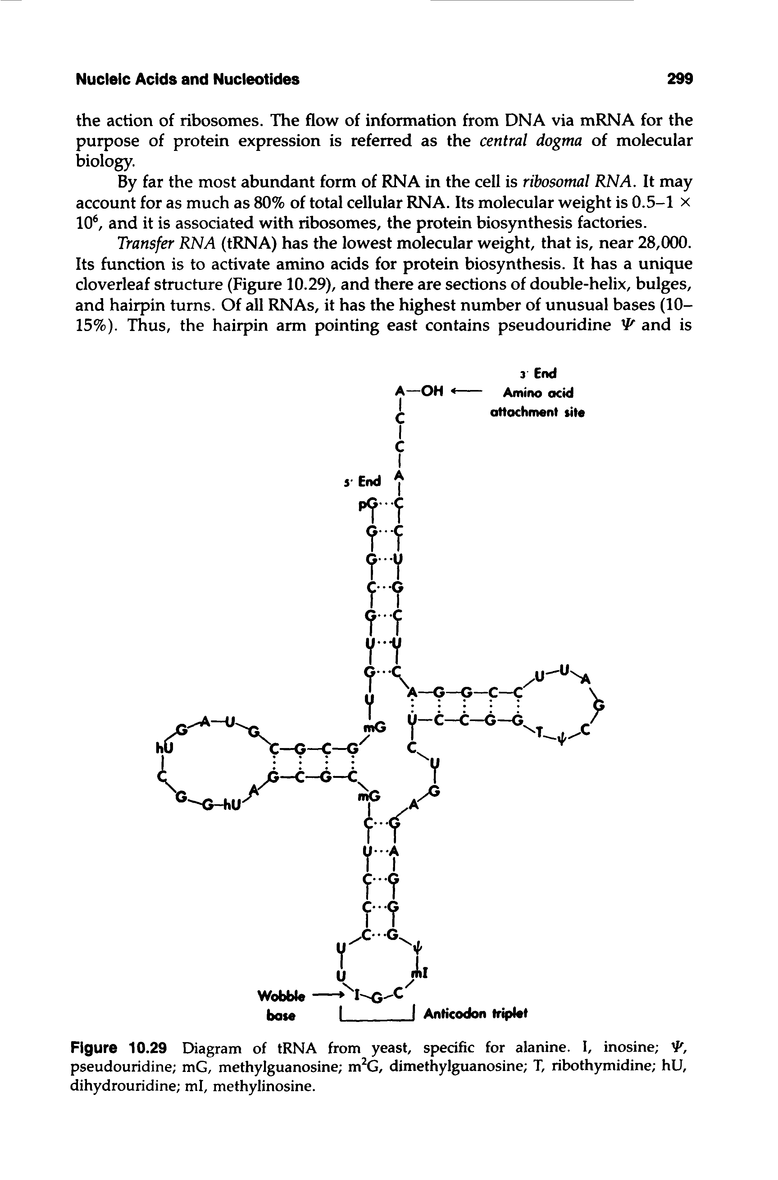 Figure 10.29 Diagram of tRNA from yeast, specific for alanine. I, inosine V pseudouridine mG, methylguanosine m2G, dimethylguanosine T, ribothymidine hU, dihydrouridine ml, methylinosine.