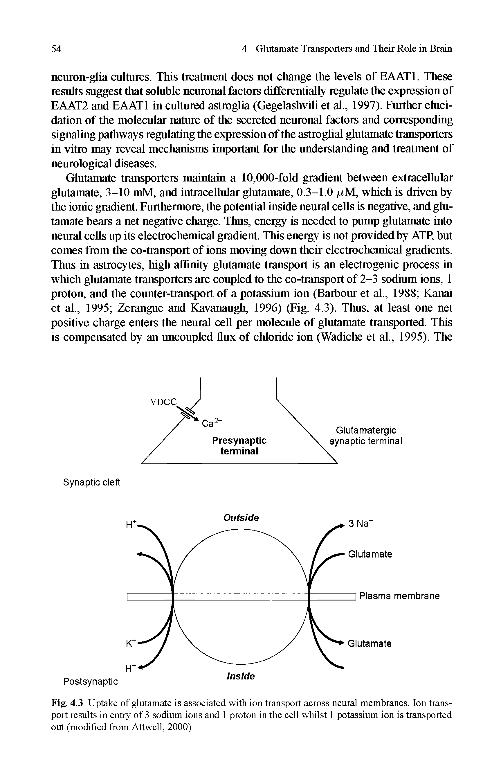 Fig. 4.3 Uptake of glutamate is associated with ion transport across neural membranes. Ion transport results in entry of 3 sodium ions and 1 proton in the cell whilst 1 potassium ion is transported out (modified from Attwell, 2000)...