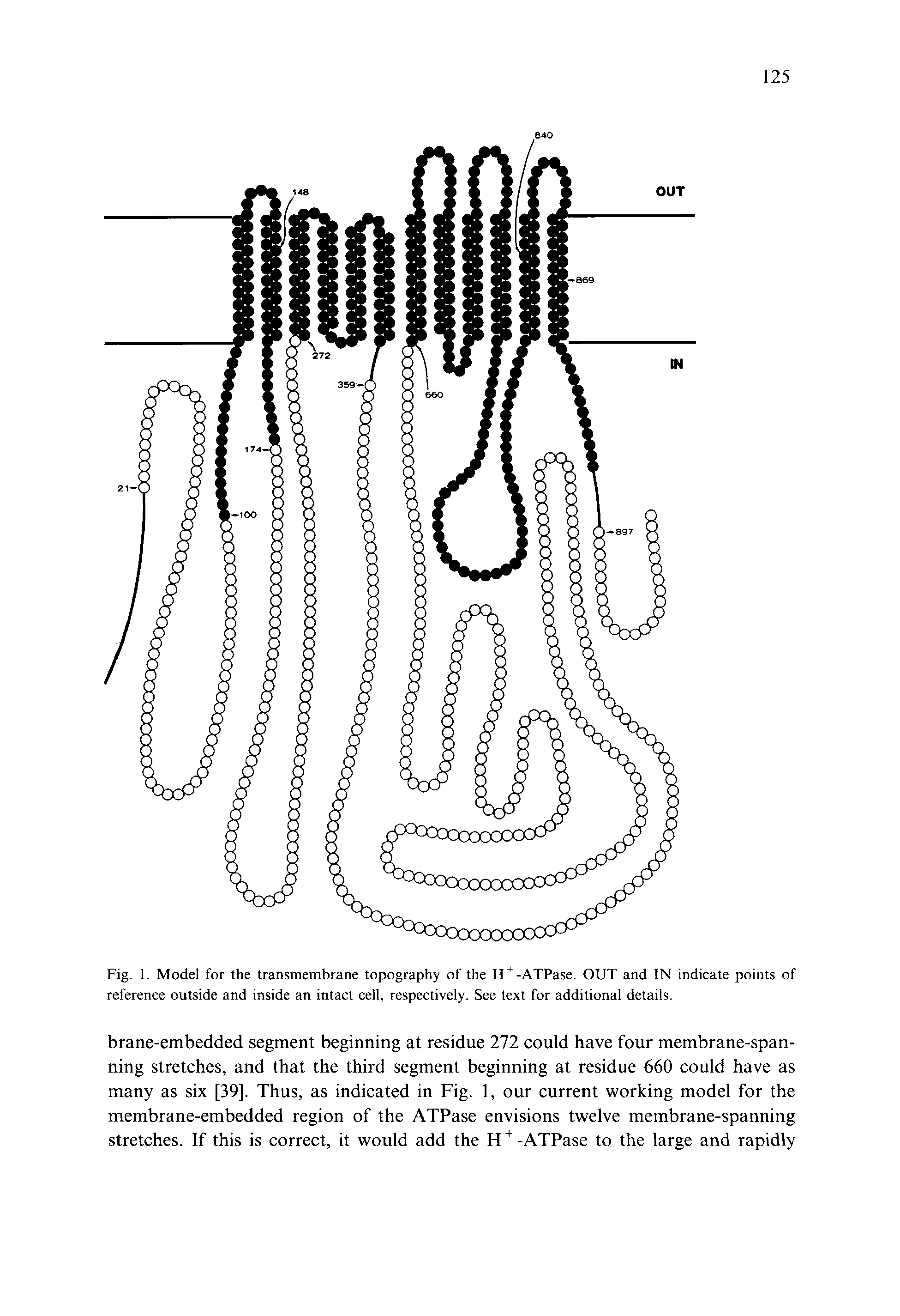 Fig. 1. Model for the transmembrane topography of the H -ATPase. OUT and IN indicate points of reference outside and inside an intact cell, respectively. See text for additional details.