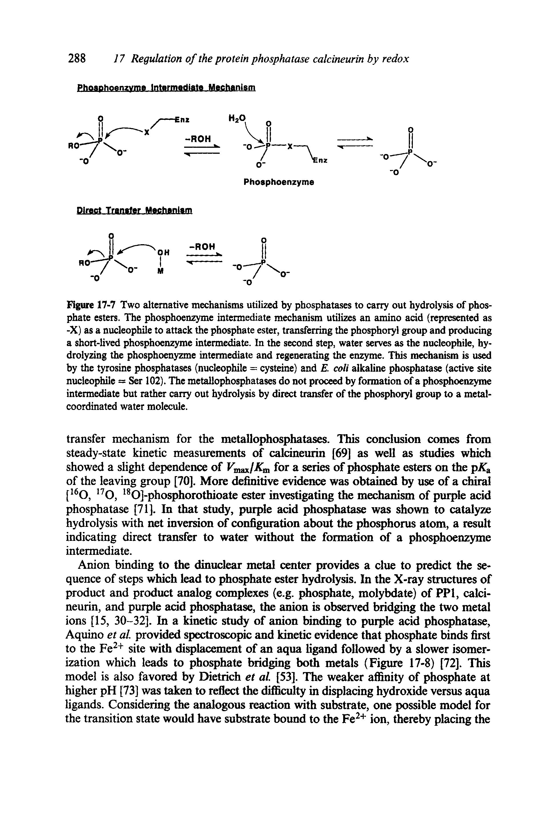 Figure 17-7 Two alternative mechanisms utilized by phosphatases to carry out hydrolysis of phosphate esters. The phosphoenzyme intermediate mechanism utilizes an amino acid (represented as -X] as a nucleophile to attack the phosphate ester, transferring the phosphoryi group and producing a short-lived phosphoenzyme intermediate. In the second step, water serves as the nucleophile, hydrolyzing the phosphoenyzme intermediate and regenerating the enzyme. This mechanism is used by the tyrosine phosphatases (nucleophile = cysteine) and E. coli alkaline phosphatase (active site nucleophile = Ser 102). The metallophosphatases do not proceed by formation of a phosphoenzyme intermediate but rather carry out hydrolysis by direct transfer of the phosphoryi group to a metal-coordinated water molecule.