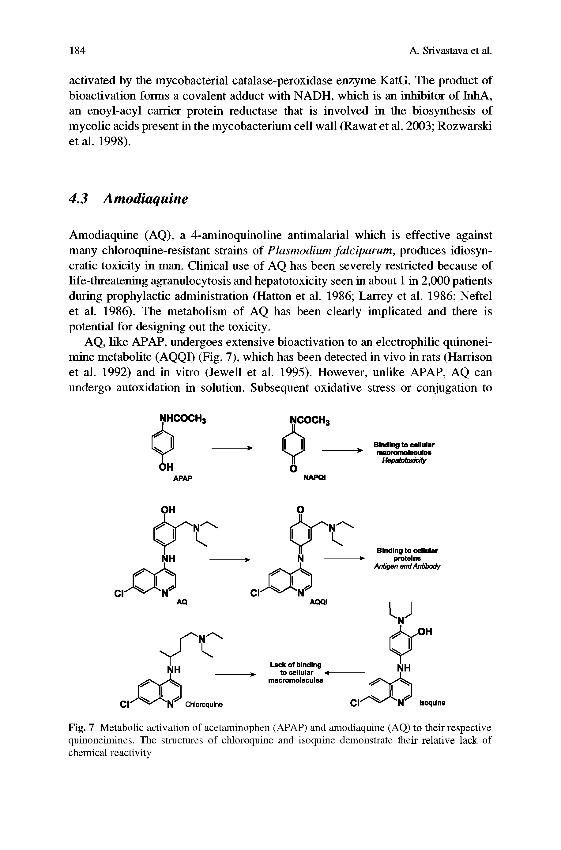 Fig. 7 Metabolic activation of acetaminophen (APAP) and amodiaquine (AQ) to their respective quinoneimines. The stmctures of chloroquine and isoquine demonstrate their relative lack of chemical reactivity...