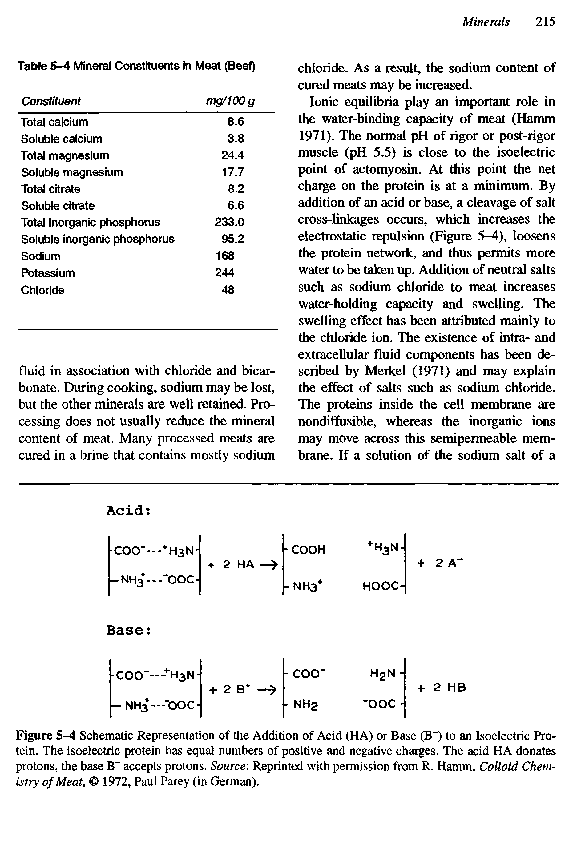 Figure 5-4 Schematic Representation of the Addition of Acid (HA) or Base (B") to an Isoelectric Protein. The isoelectric protein has equal numbers of positive and negative charges. The acid HA donates protons, the base B" accepts protons. Source Reprinted with permission from R. Hamm, Colloid Chemistry of Meat, 1972, Paul Parey (in German).