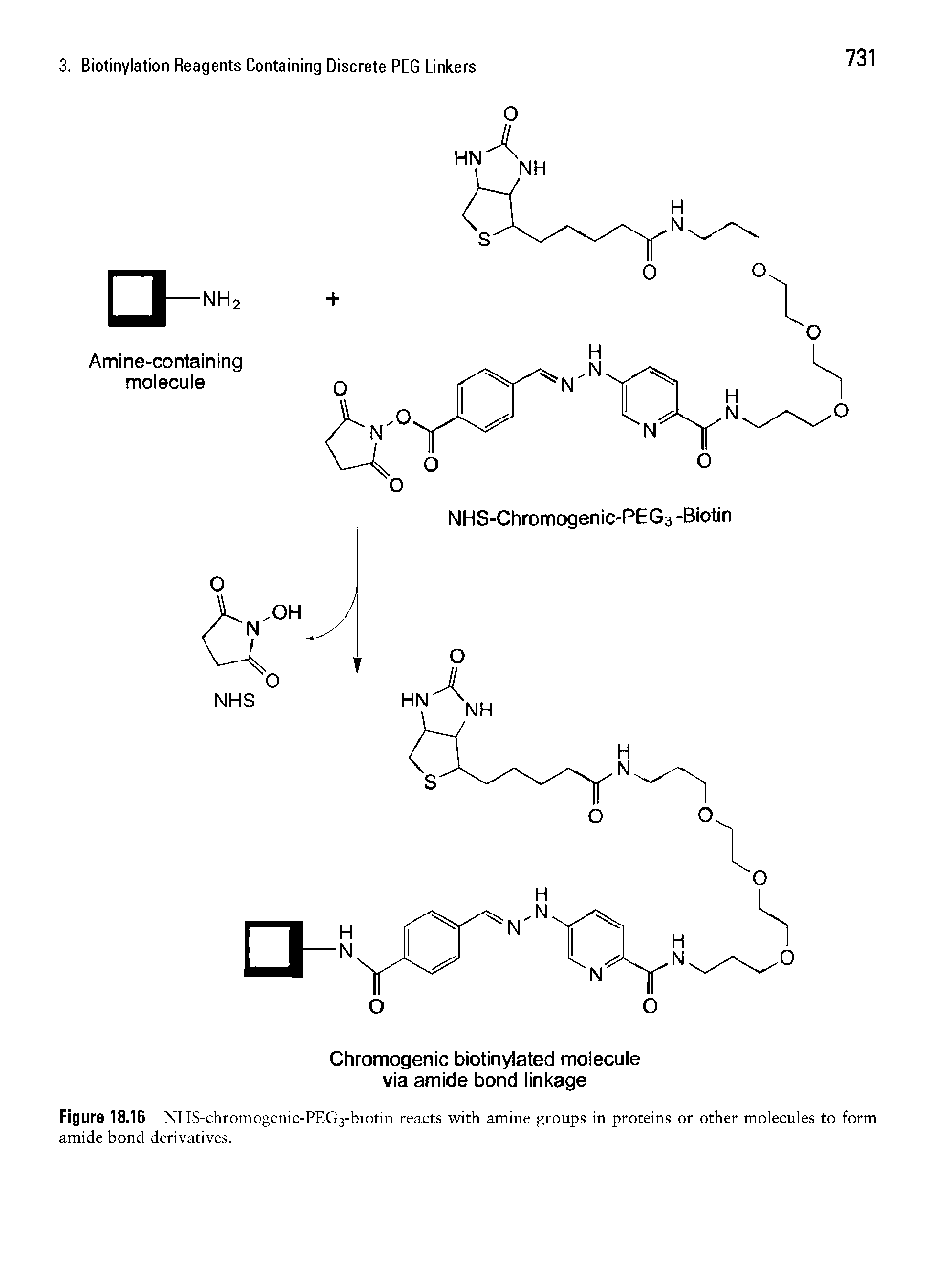 Figure 18.16 NHS-chromogenic-PEG3-biotin reacts with amine groups in proteins or other molecules to form amide bond derivatives.
