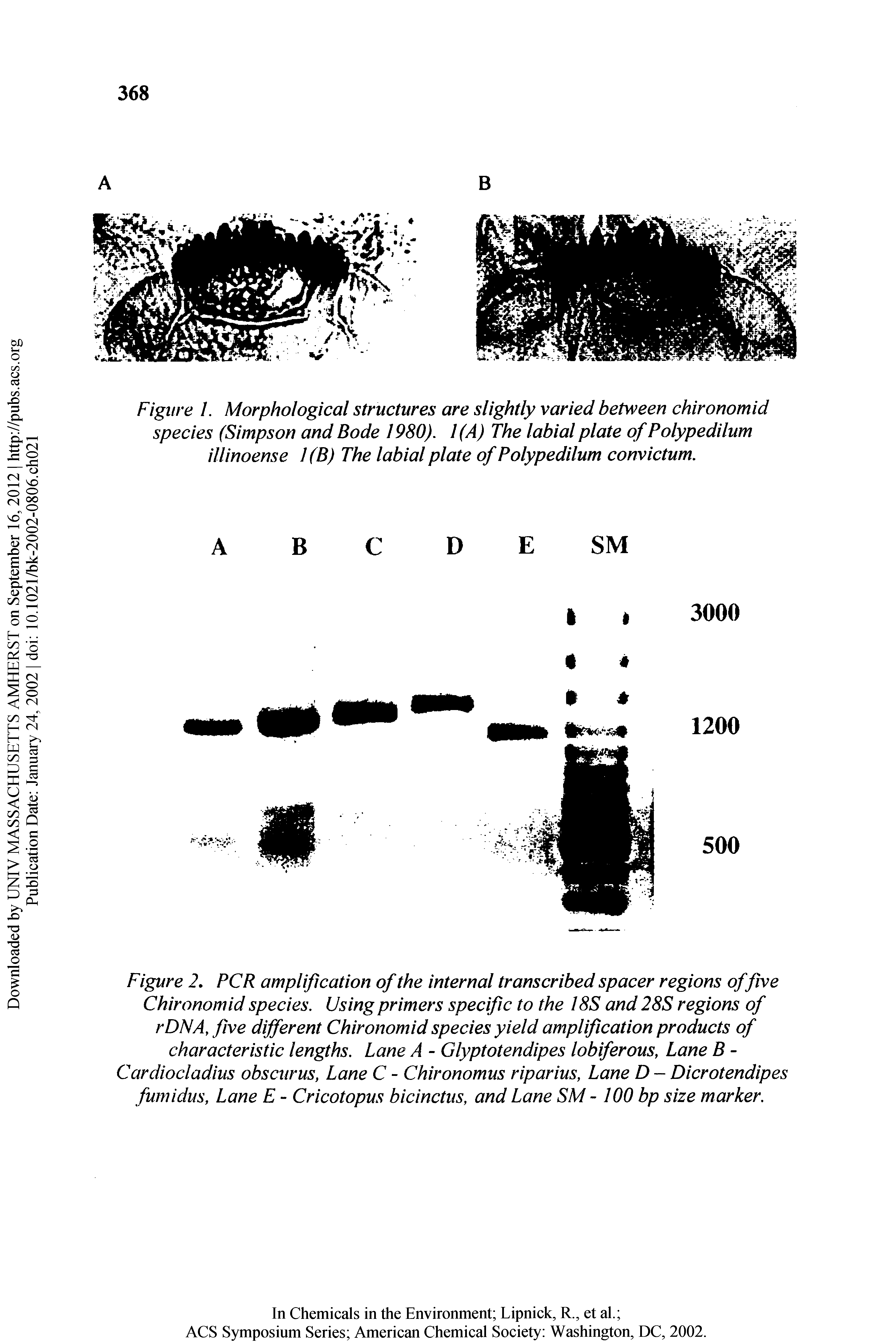 Figure 2. PCR amplification of the internal transcribed spacer regions of five Chironomid species. Using primers specific to the 18S and 28S regions of rDNA, five different Chironomid species yield amplification products of characteristic lengths. Lane A - Glyptotendipes lobiferous, Lane B -Cardiocladiiis obscurus, Lane C - Chironomus riparius, Lane D - Dicrotendipes fumidus, Lane E - Cricotopus bicinctus, and Lane SM -100 bp size marker.