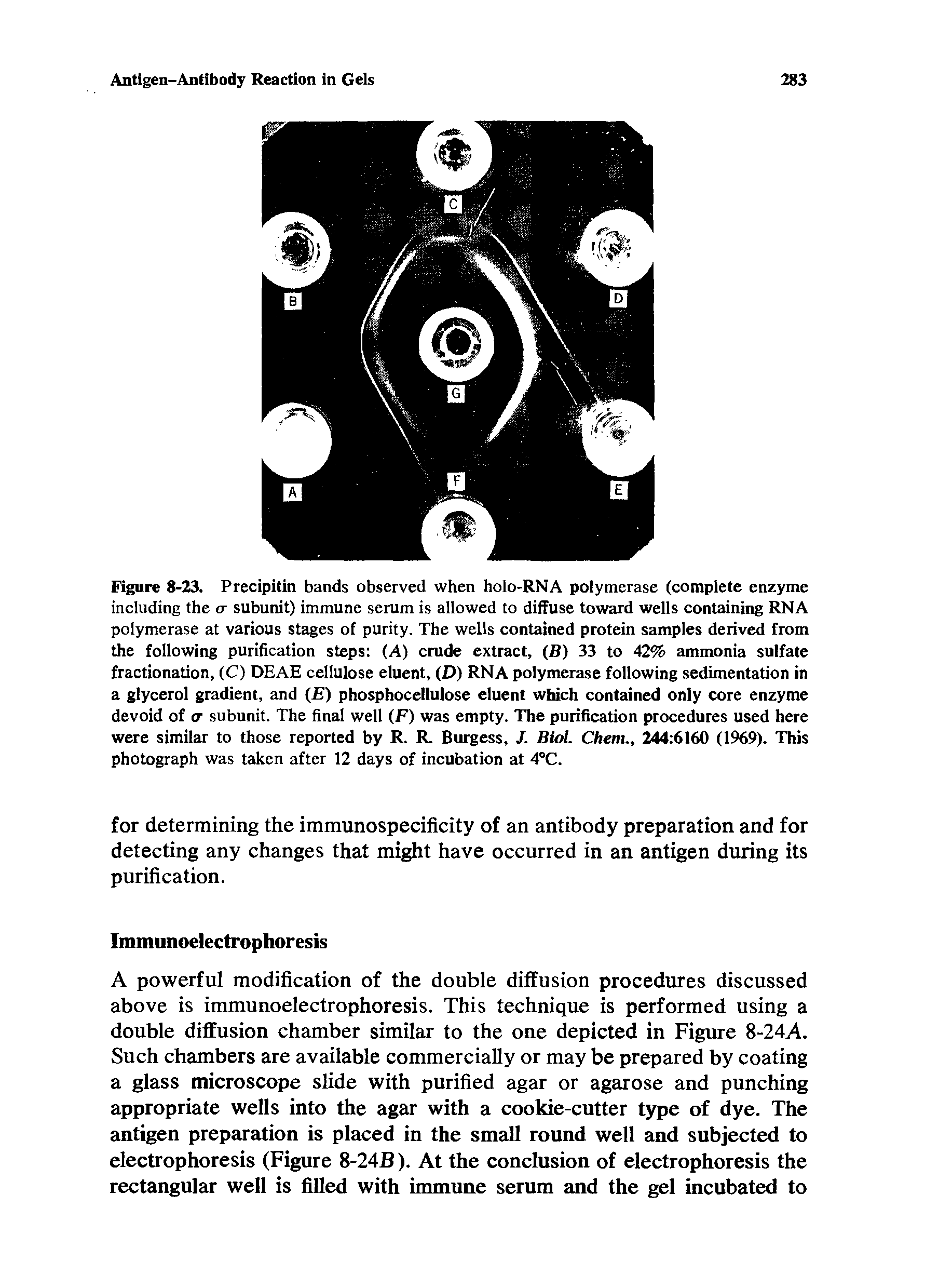 Figure 8-23. Precipitin bands observed when holo-RNA poiymerase (complete enzyme including the cr subunit) immune serum is allowed to diffuse toward wells containing RNA polymerase at various stages of purity. The wells contained protein samples derived from the following purification steps (A) crude extract, (B) 33 to 42% ammonia sulfate fractionation, (C) DEAE cellulose eluent, (D) RNA polymerase following sedimentation in a glycerol gradient, and ( ) phosphocellulose eluent which contained only core enzyme devoid of o- subunit. The final well (F) was empty. The purification procedures used here were similar to those reported by R. R. Burgess, /. Biol. Chem., 244 6160 (1969). This photograph was taken after 12 days of incubation at 4°C.