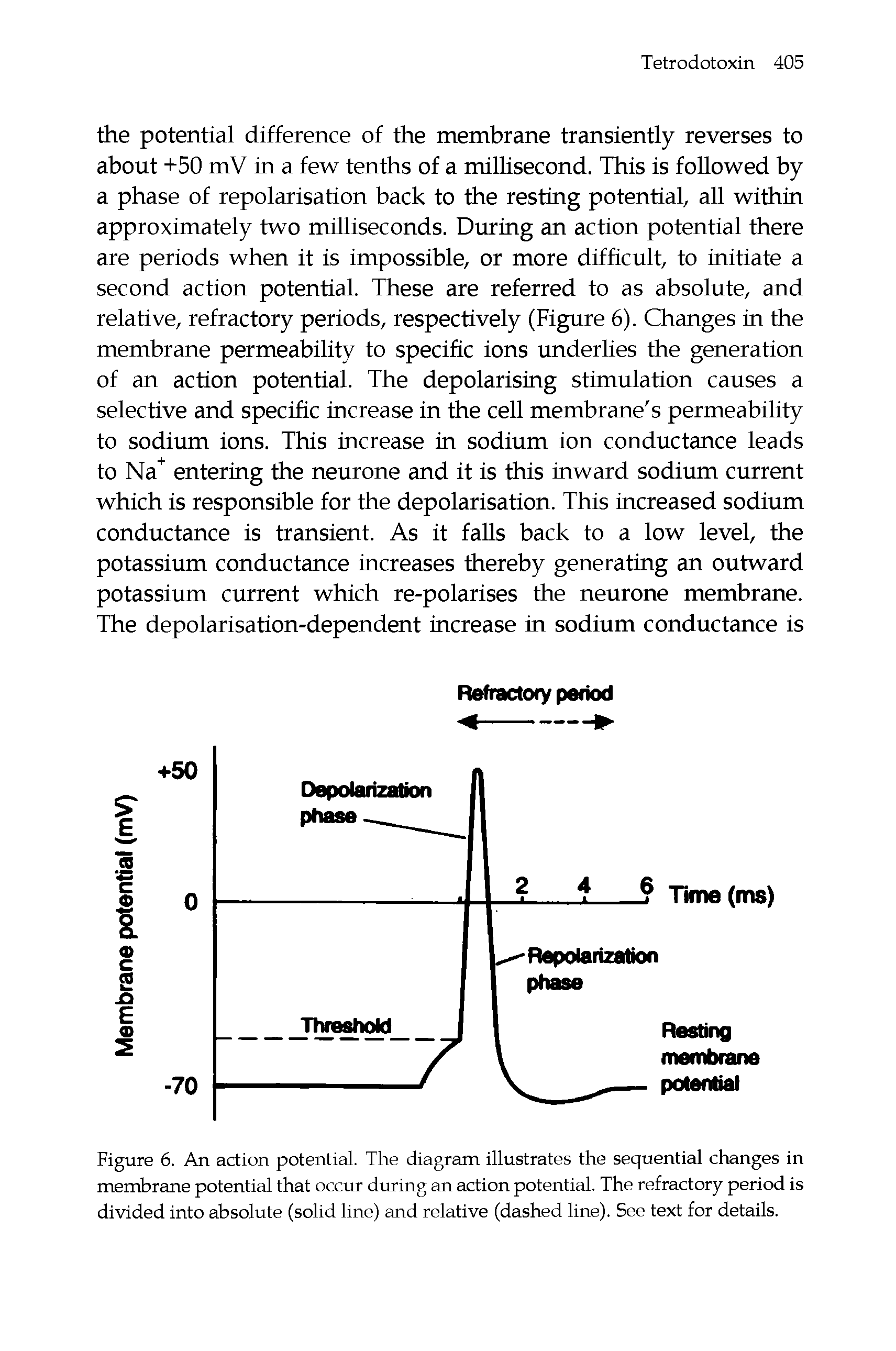 Figure 6. An action potential. The diagram illustrates the sequential changes in membrane potential that occur during an action potential. The refractory period is divided into absolute (solid line) and relative (dashed line). See text for details.