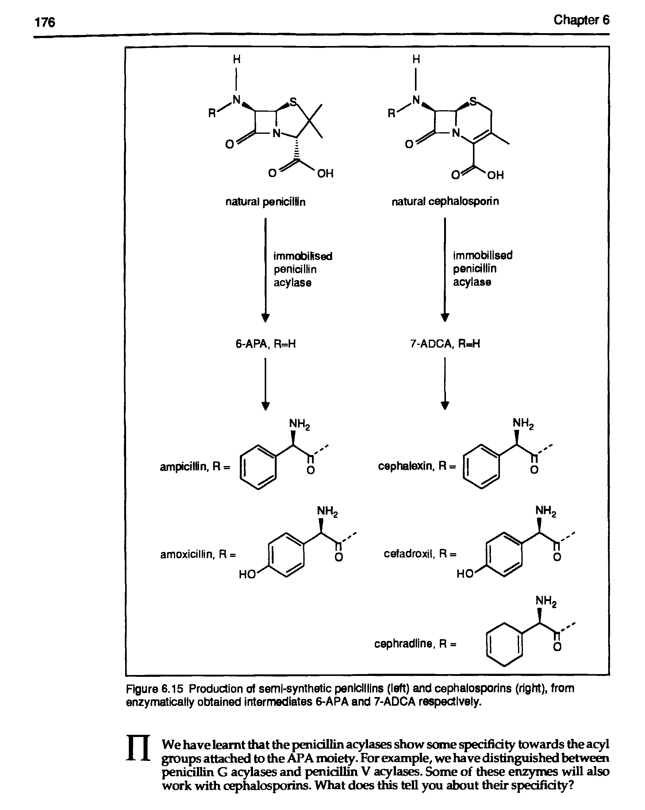 Figure 6.15 Production of semi-synthetic penicillins (left) and cephalosporins (right), from enzymatically obtained intermediates 6-APA and 7-ADCA respectively.