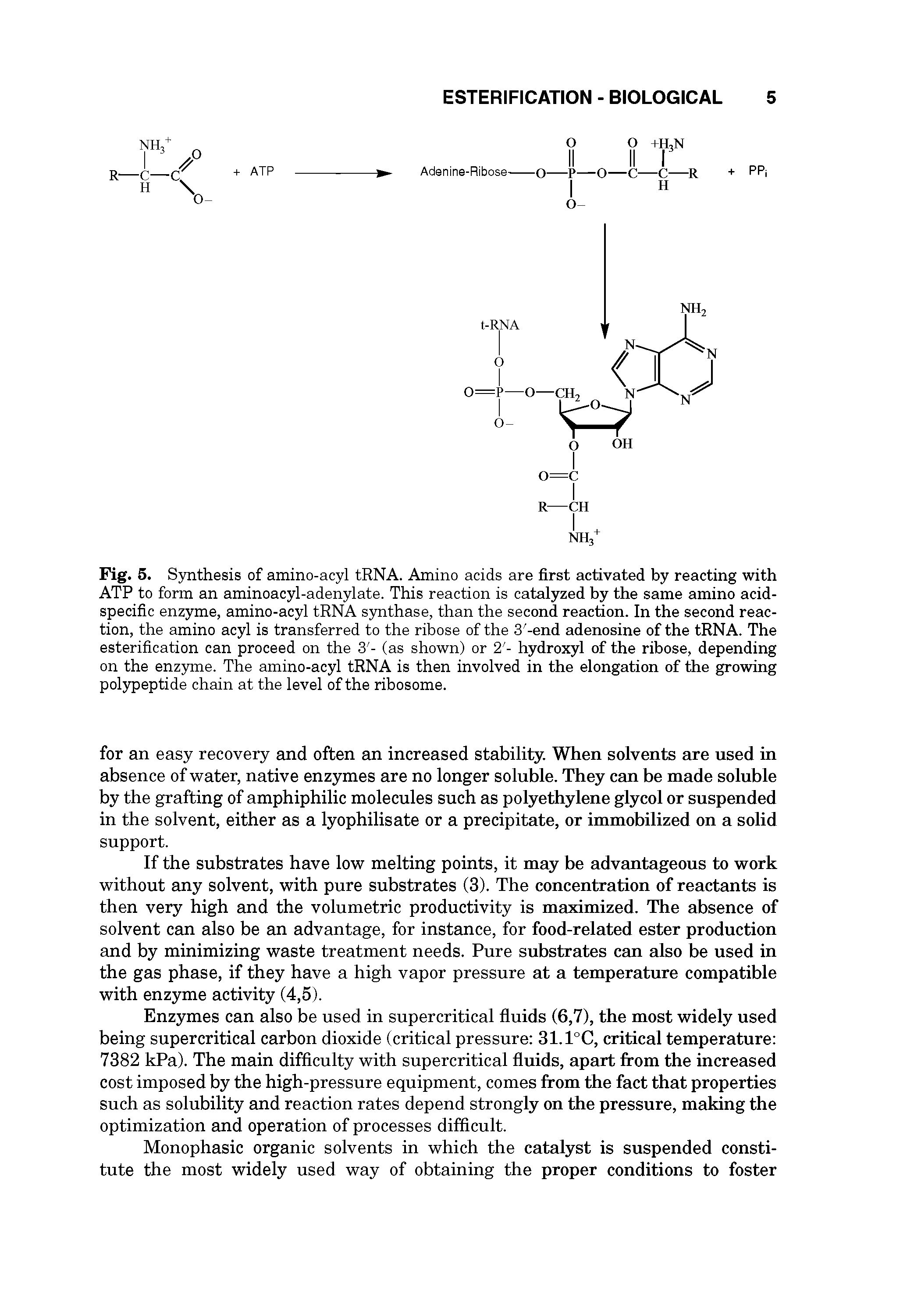 Fig. 5. Synthesis of amino-acyl tRNA. Amino acids are first activated by reacting with ATP to form an aminoacyl-adenylate. This reaction is catalyzed by the same amino acid-specific enzyme, amino-acyl tRNA synthase, than the second reaction. In the second reaction, the amino acyl is transferred to the ribose of the 3 -end adenosine of the tRNA. The esterification can proceed on the 3 - (as shown) or 2 - hydroxyl of the ribose, depending on the enzyme. The amino-acyl tRNA is then involved in the elongation of the growing polypeptide chain at the level of the ribosome.