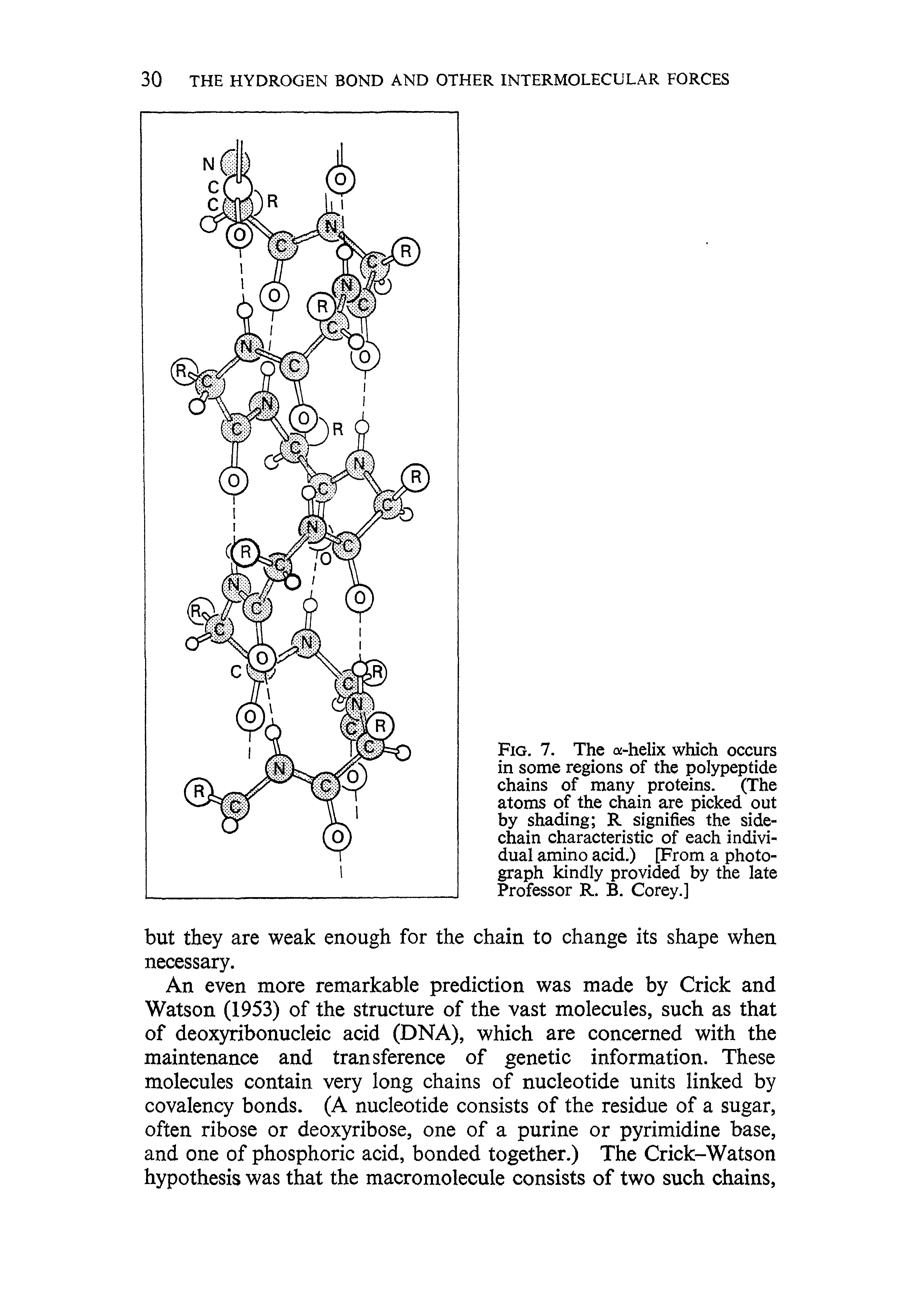 Fig. 7. The a-helix which occurs in some regions of the polypeptide chains of many proteins. (The atoms of the chain are picked out by shading R signifies the side-chain characteristic of each individual amino acid.) [From a photograph kindly provided by the late Professor R. B. Corey.]...