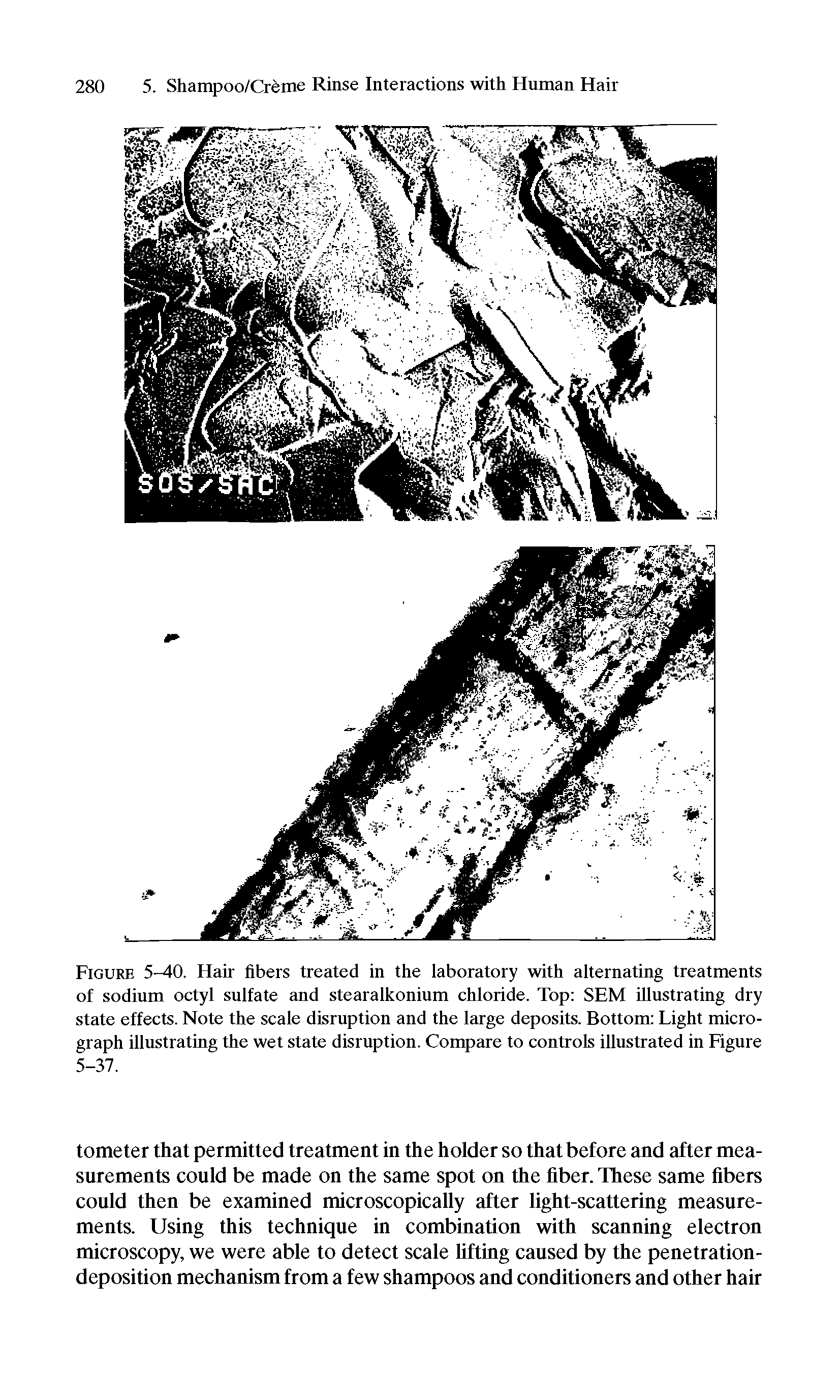 Figure 5-40. Hair fibers treated in the laboratory with alternating treatments of sodium octyl sulfate and stearalkonium chloride. Top SEM illustrating dry state effects. Note the scale disruption and the large deposits. Bottom Light micrograph illustrating the wet state disruption. Compare to controls illustrated in Figure 5-37.