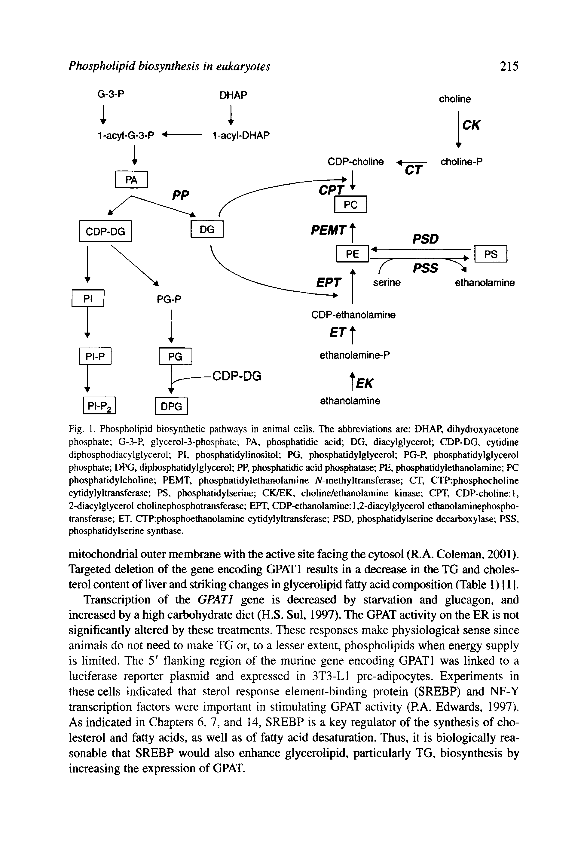 Fig. 1. Phospholipid biosynthetic pathways in animal cells. The abbreviations are DHAP, dihydroxyacetone phosphate G-3-P, glycerol-3-phosphate PA, phosphatidic acid DG, diacylglycerol CDP-DG, cytidine diphosphodiacylglycerol PI, phosphatidylinositol PG, phosphatidylglycerol PG-P, phosphatidylglycerol phosphate DPG, diphosphatidylglycerol PP, phosphatidic acid phosphatase PE, phosphatidylethanolamine PC phosphatidylcholine PEMT, phosphatidylethanolamine A-methyltransferase CT, CTP phosphocholine cytidylyltransferase PS, phosphatidylserine CK/EK, choline/ethanolamine kinase CPT, CDP-choline 1,...