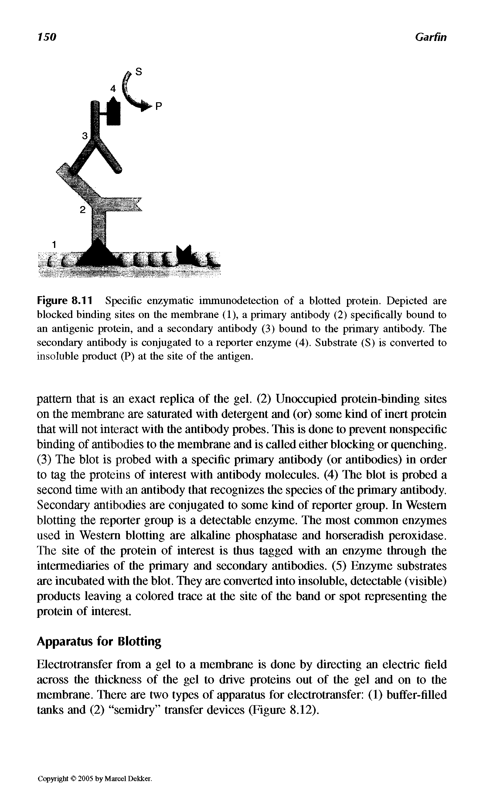 Figure 8.11 Specific enzymatic immunodetection of a blotted protein. Depicted are blocked binding sites on the membrane (1), a primary antibody (2) specifically bound to an antigenic protein, and a secondary antibody (3) bound to the primary antibody. The secondary antibody is conjugated to a reporter enzyme (4). Substrate (S) is converted to insoluble product (P) at the site of the antigen.