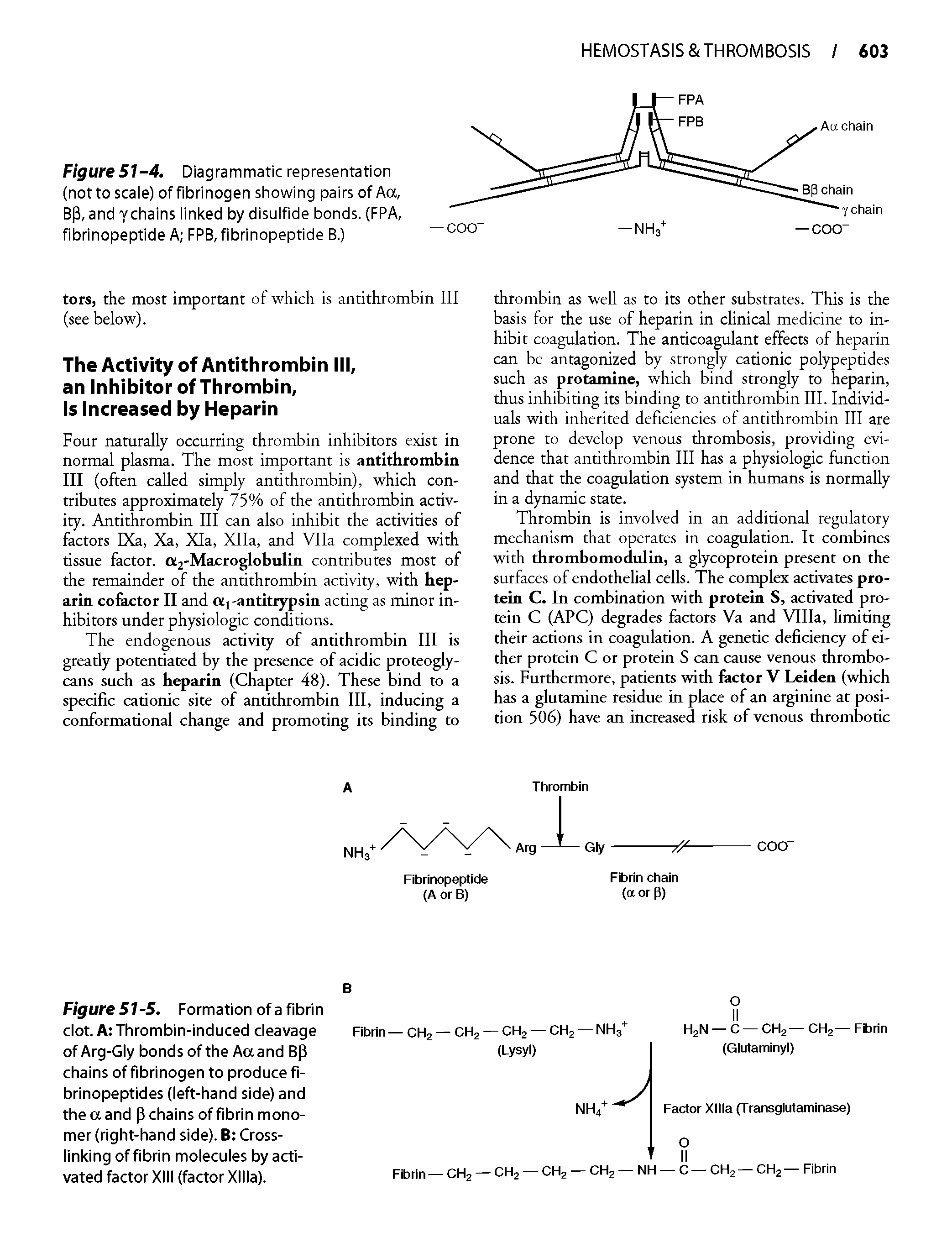 Figure 51-5. Formation of a fibrin clot. A Thrombin-induced cleavage of Arg-Gly bonds of the Aaand B(3 chains of fibrinogen to produce fi-brinopeptides (left-hand side) and the a and p chains of fibrin monomer (right-hand side). B Cross-linking of fibrin molecules by activated factor XIII (factor Xllla).