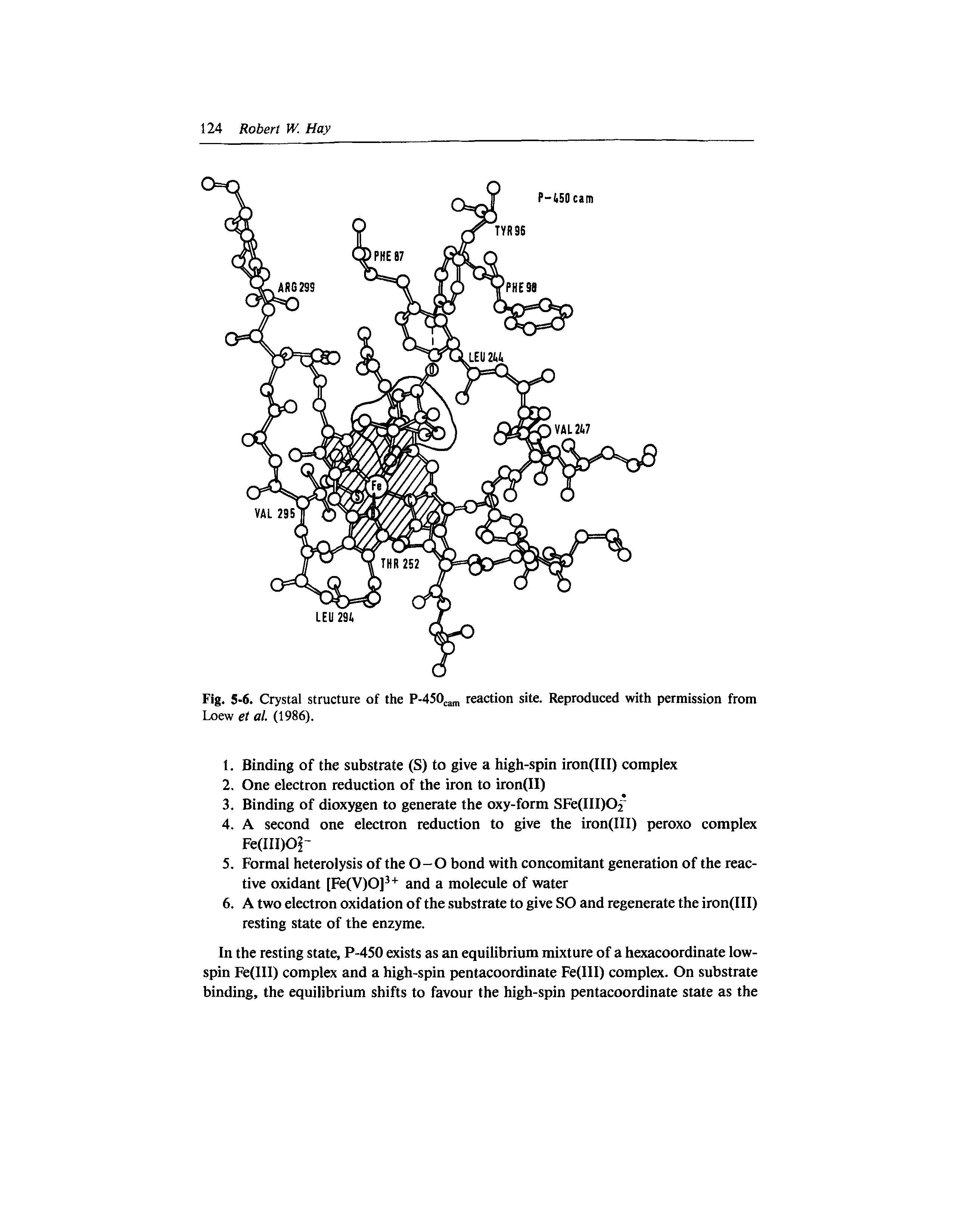 Fig. 5-6. Crystal structure of the P-450cam reaction site. Reproduced with permission from Loew et at. (1986).