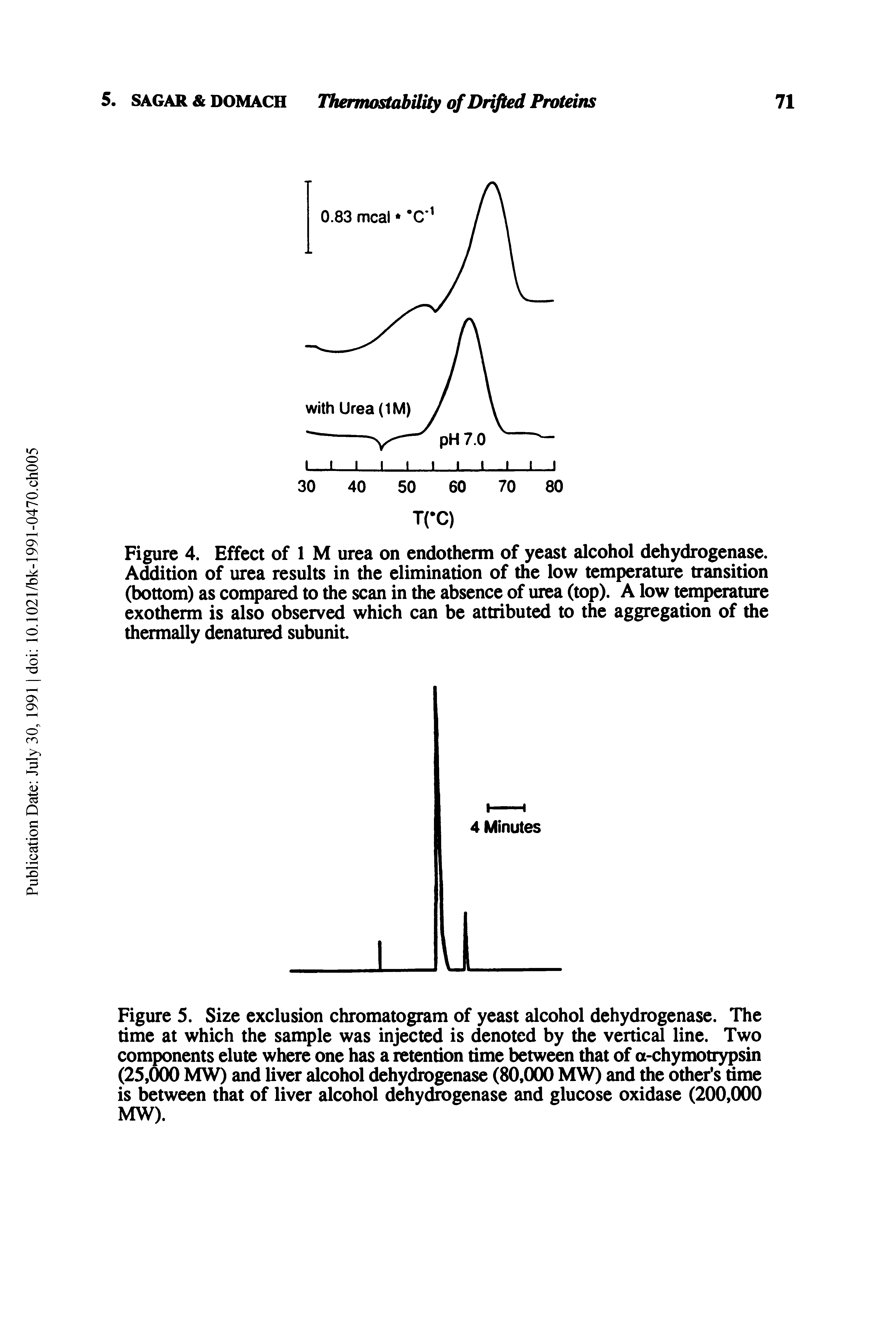 Figure 4. Effect of 1 M urea on endotherm of yeast alcohol dehydrogenase. Addition of urea results in the elimination of the low temperature transition (bottom) as compared to the scan in the absence of urea (top). A low temperature exotherm is also observed which can be attributed to the aggregation of the thermally denatured subunit...
