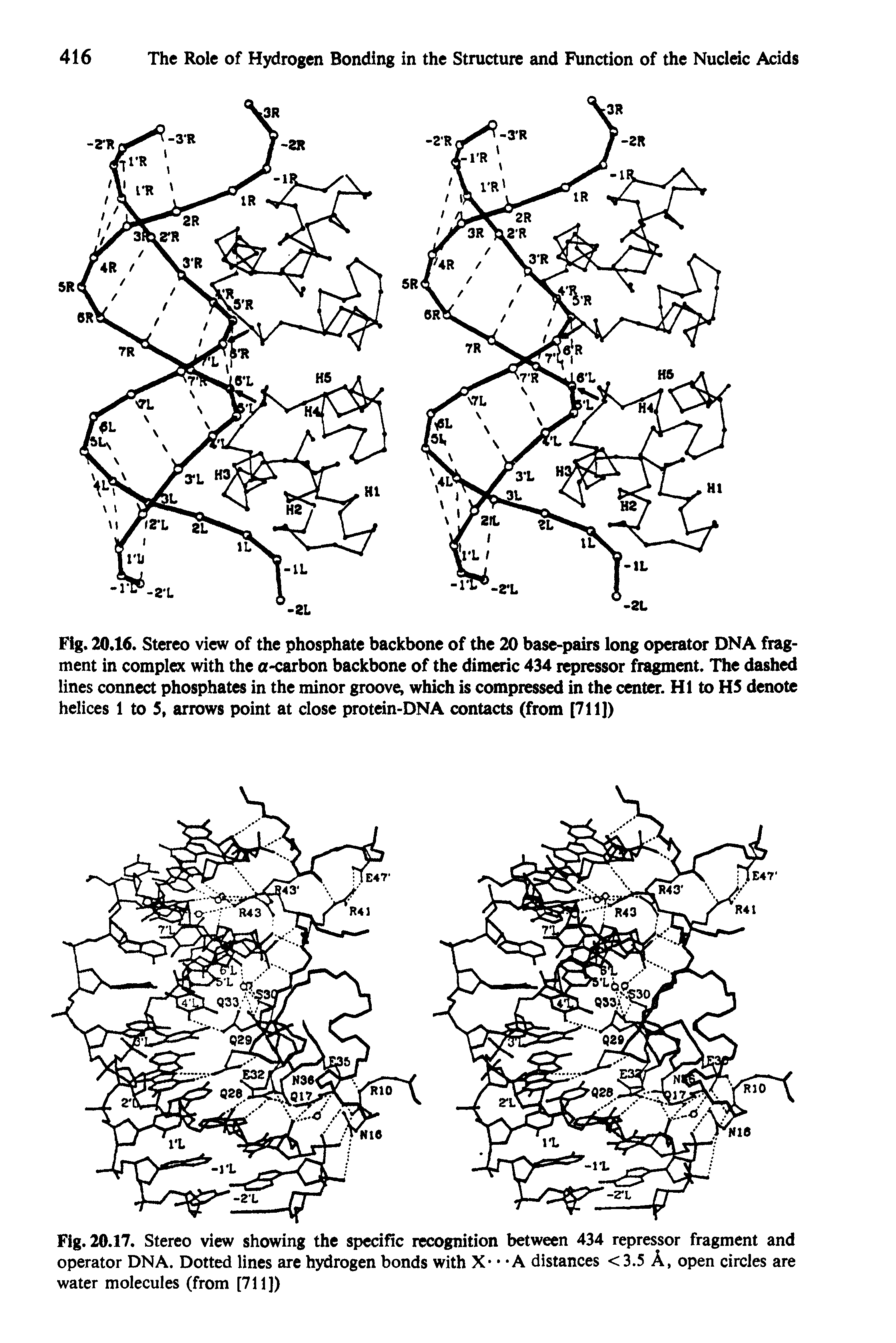 Fig. 20.16. Stereo view of the phosphate backbone of the 20 base-pairs long operator DNA fragment in complex with the a-carbon backbone of the dimeric 434 repressor fragment. The dashed lines connect phosphates in the minor groove, which is compressed in the center. HI to HS denote helices 1 to 5, arrows point at close protein-DNA contacts (from [711])...