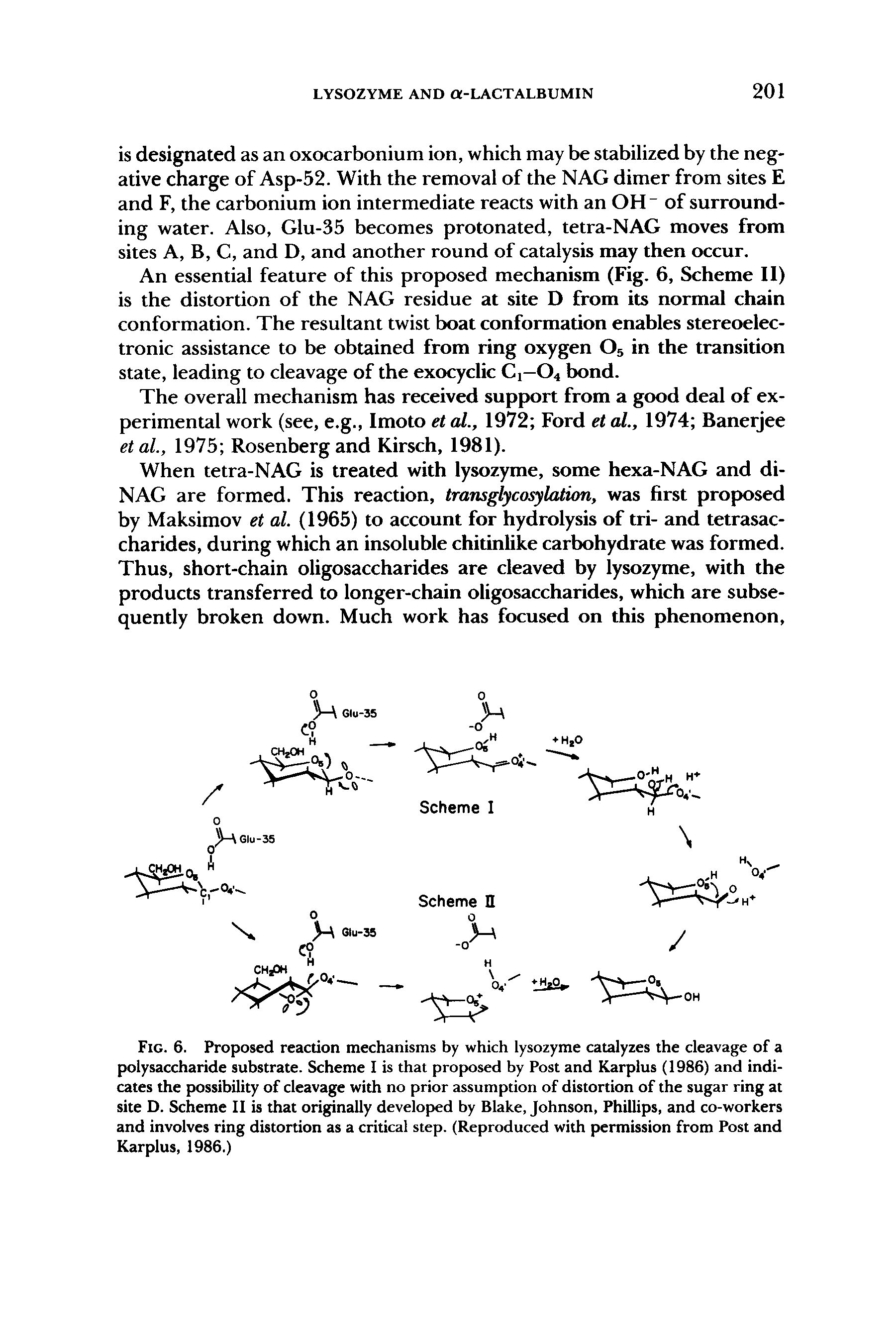 Fig. 6. Proposed reaction mechanisms by which lysozyme catalyzes the cleavage of a polysaccharide substrate. Scheme I is that proposed by Post and Karplus (1986) and indicates the possibility of cleavage with no prior assumption of distortion of the sugar ring at site D. Scheme II is that originally developed by Blake, Johnson, Phillips, and co-workers and involves ring distortion as a critical step. (Reproduced with permission from Post and Karplus, 1986.)...