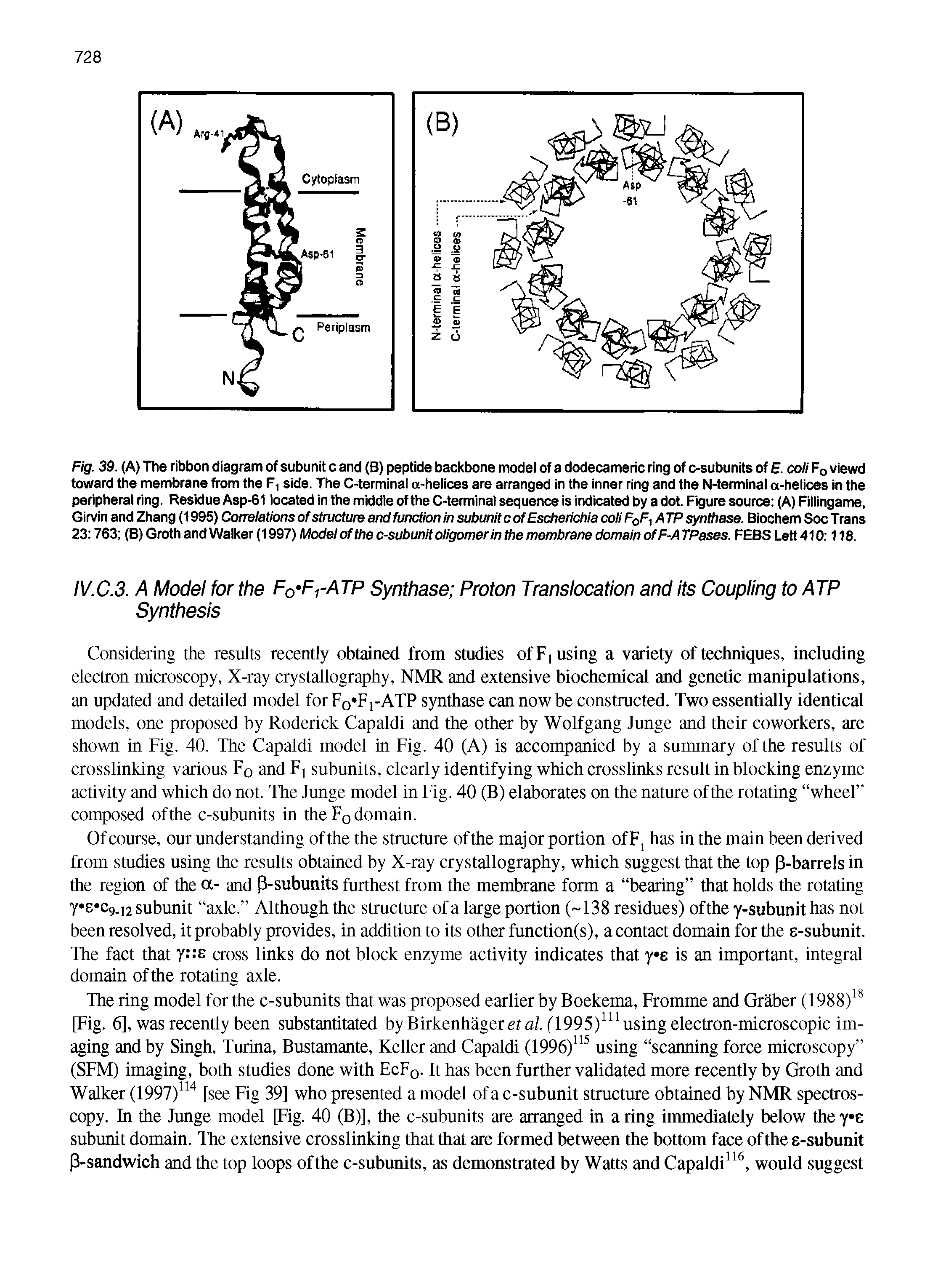 Fig. 39. (A) The ribbon diagram of subunit c and (B) peptide backbone model of a dodecameric ring of c-subunits of E. coli Fq viewd toward the membrane from the F, side. The C-terminal a-heiices are arranged in the inner ring and the N-terminal a-heiices in the peripheral ring. Residue Asp-61 located in the middle of the C-terminal sequence is indicated by a dot. Figure source (A) Fillingame, Girvin and Zhang (1995) Correlations of structure and function in subunit c of Escherichia coli FqF, ATP synthase. Biochem Soc Trans 23 763 (B) Groth and Walker (1997) Model of the c-subunit oligomer in the membrane domain ofF-A TPases. FEBS Lett 410 118.