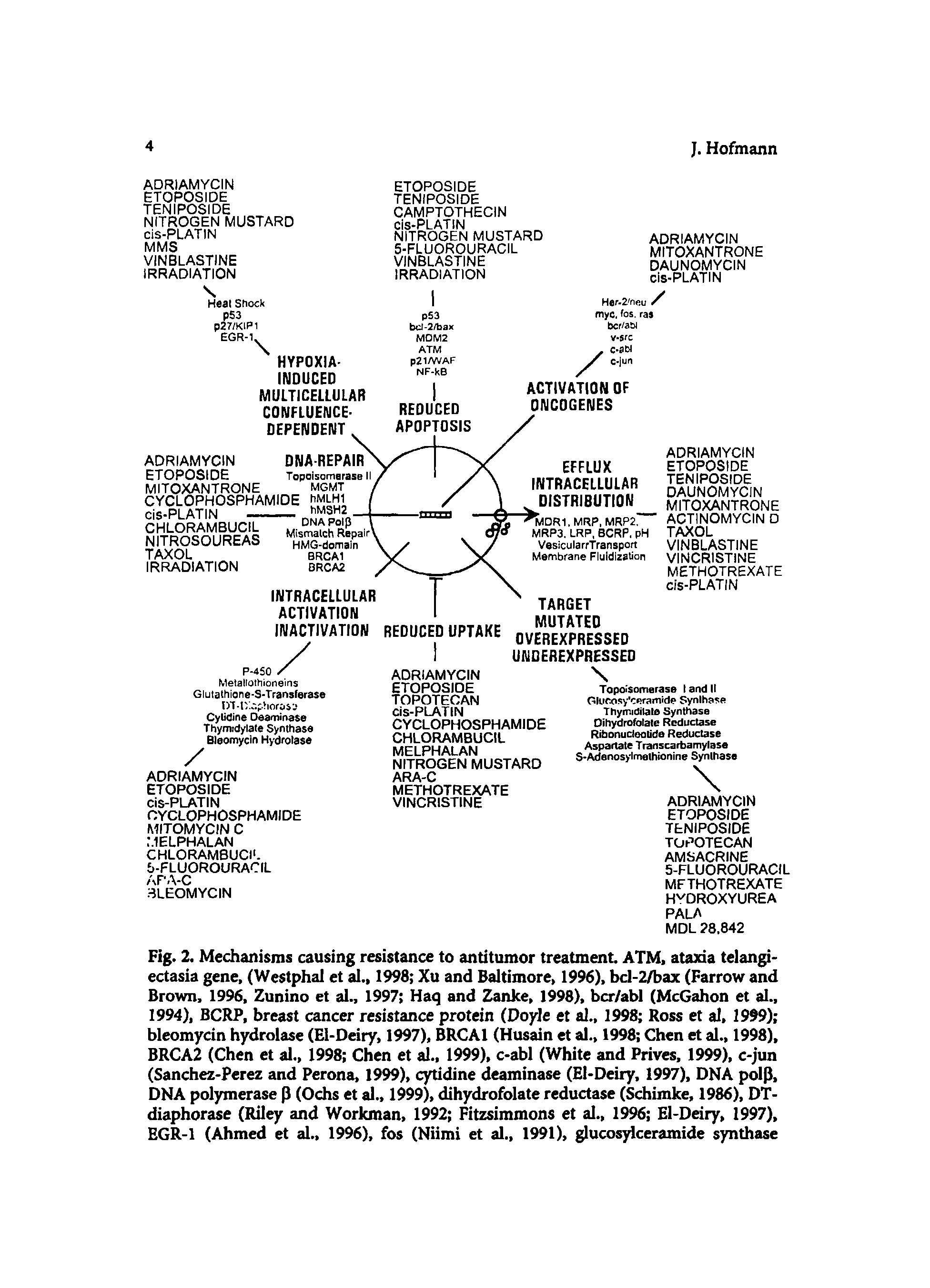 Fig. 2. Mechanisms causing resistance to antitumor treatment. ATM. ataxia telangiectasia gene, (Westphal et al., 1998 Xu and Baltimore, 1996), bcl-2/bax (Farrow and Brown, 1996, Zunino et al., 1997 Haq and Zanke, 1998), bcr/abl (McGahon et al., 1994), BCRP, breast cancer resistance protein (Doyle et d., 1998 Ross et al, 1999) bleomycin hydrolase (El-Deiry, 1997), BRCAl (Husain et al., 1998 Chen et al., 1998), BRCA2 (Chen et al., 1998 Chen et 1999), c-abl (White and Prives, 1999), c-jun (Sanchez-Perez and Perona, 1999), cytidine deaminase (El-Deiry, 1997), DNA poip, DNA polymerase p (Ochs et al., 1999), dihydrofolate reductase (Schimke, 1986), DT-diaphorase (Riley and Workman, 1992 Fitzsimmons et al., 1996 El-Deiry, 1997), EGR-1 (Ahmed et al., 1996), fos (Niimi et al., 1991), glucosylceramide synthase...