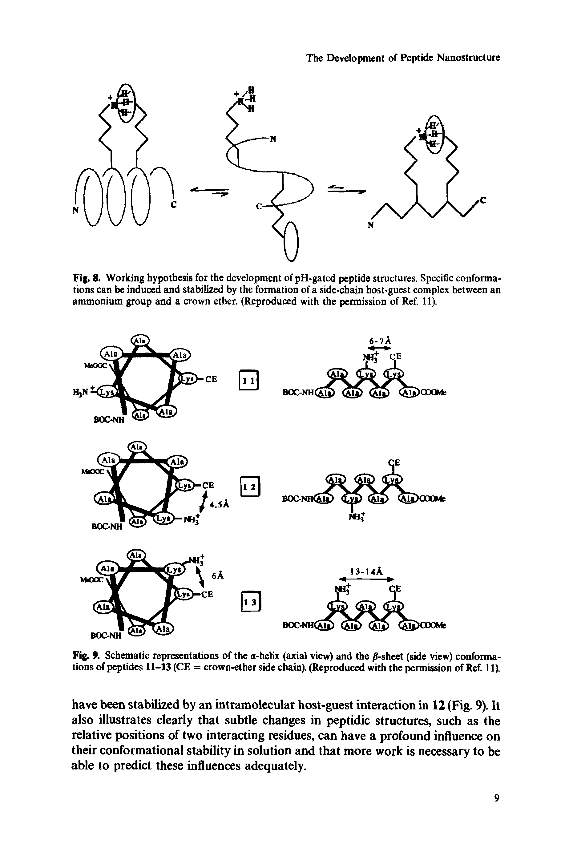 Fig. 8. Working hypothesis for the development of pH-gated peptide structures. Specific conformations can be induced and stabilized by the formation of a side-chain host-guest complex between an ammonium group and a crown ether. (Reproduced with the permission of Ref. 11).