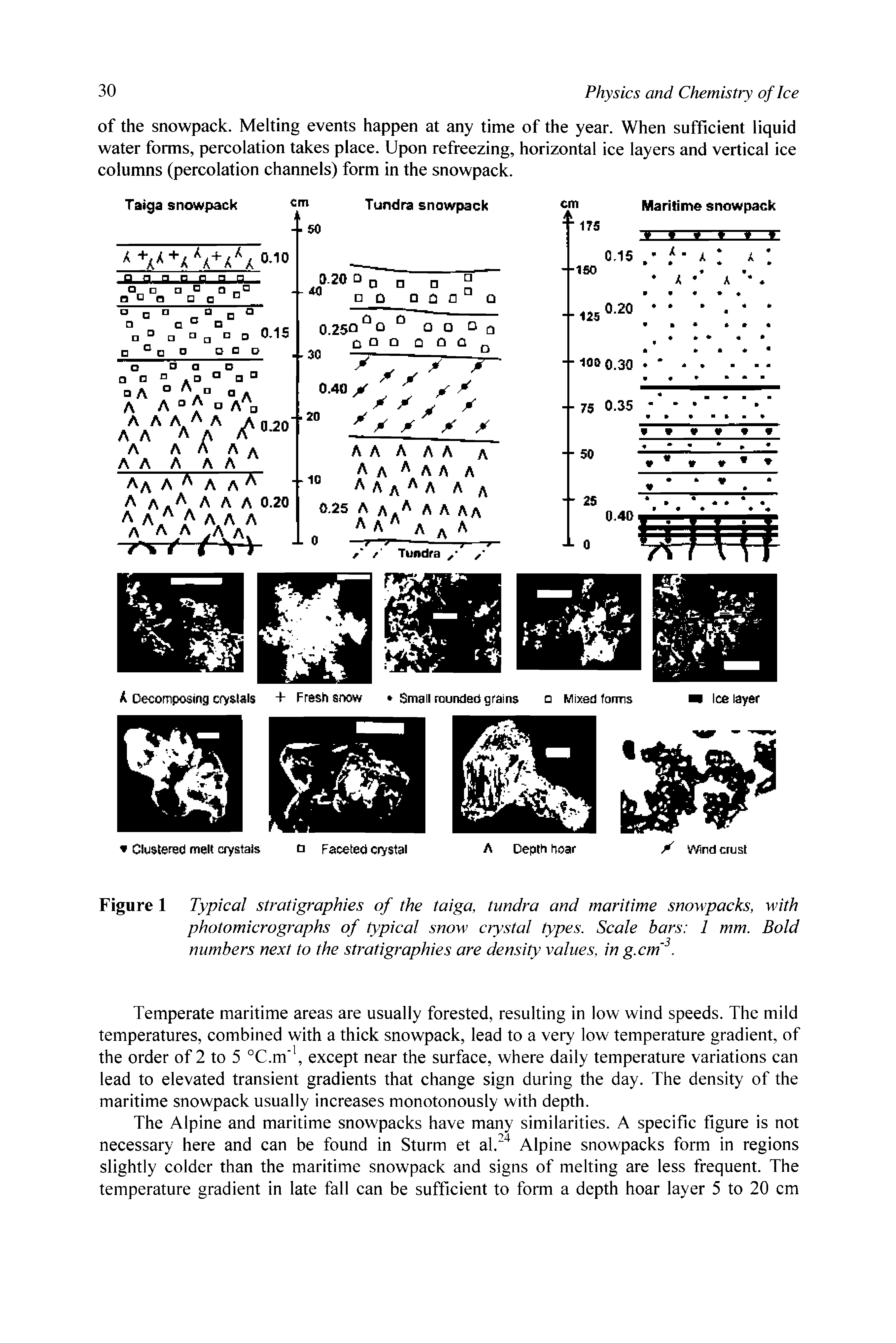 Figure 1 Typical stratigraphies of the taiga, tundra and maritime snowpacks, with photomicrographs of typical snow crystal types. Scale bars 1 mm. Bold numbers next to the stratigraphies are density values, in g.cm. ...
