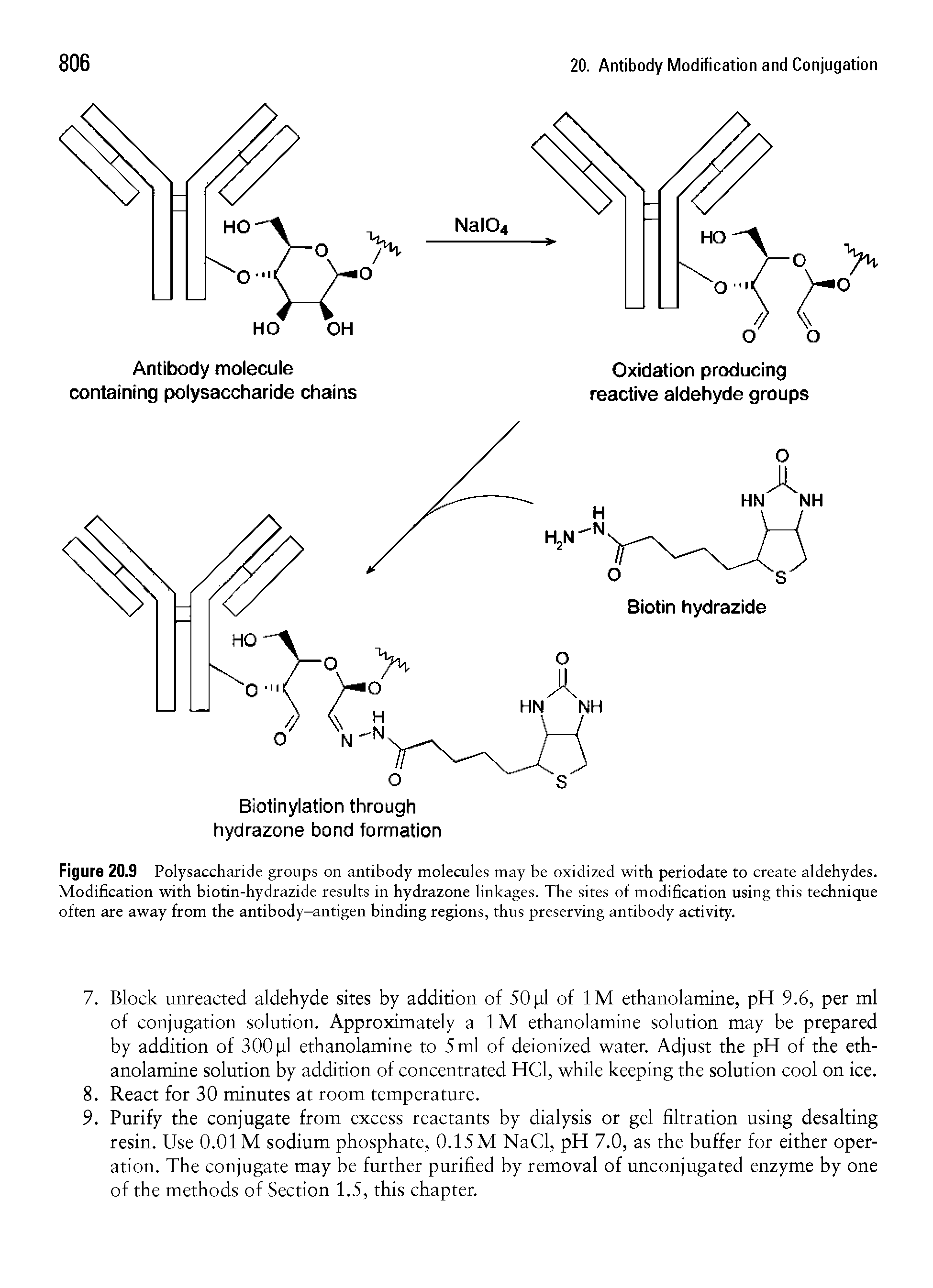 Figure 20.9 Polysaccharide groups on antibody molecules may be oxidized with periodate to create aldehydes. Modification with biotin-hydrazide results in hydrazone linkages. The sites of modification using this technique often are away from the antibody-antigen binding regions, thus preserving antibody activity.
