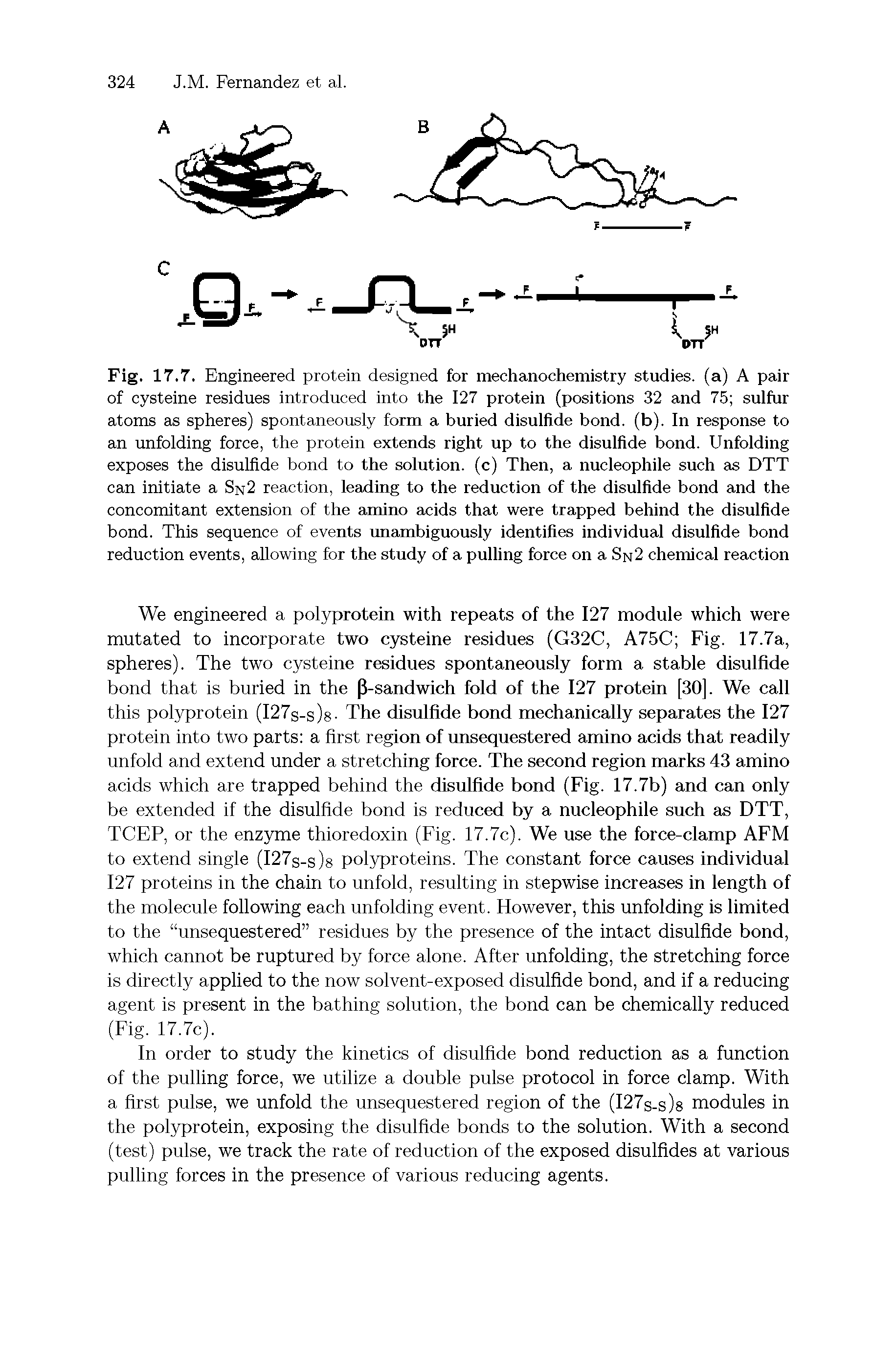 Fig. 17.7. Engineered protein designed for mechanochemistry studies, (a) A pair of cysteine residues introduced into the 127 protein (positions 32 and 75 suifur atoms as spheres) spontaneously form a buried disuifide bond. (b). In response to an unfolding force, the protein extends right up to the disuifide bond. Unfoiding exposes the disulfide bond to the solution, (c) Then, a nucieophiie such as DTT can initiate a Sn2 reaction, leading to the reduction of the disuifide bond and the concomitant extension of the amino acids that were trapped behind the disuifide bond. This sequence of events nnambiguousiy identifies individual disulfide bond reduction events, allowing for the stndy of a pulling force on a Sn2 chemicai reaction...