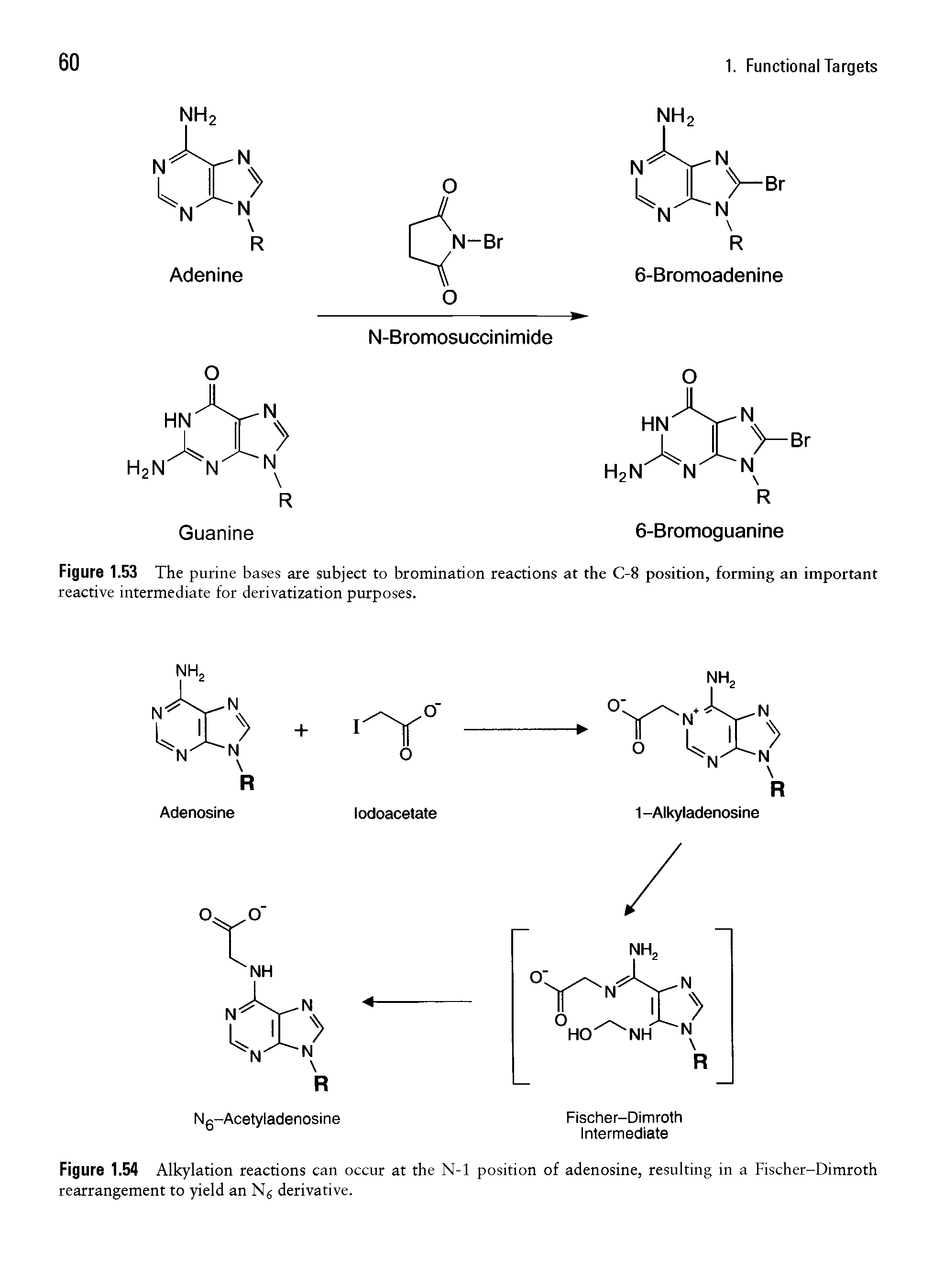 Figure 1.53 The purine bases are subject to bromination reactions at the C-8 position, forming an important reactive intermediate for derivatization purposes.