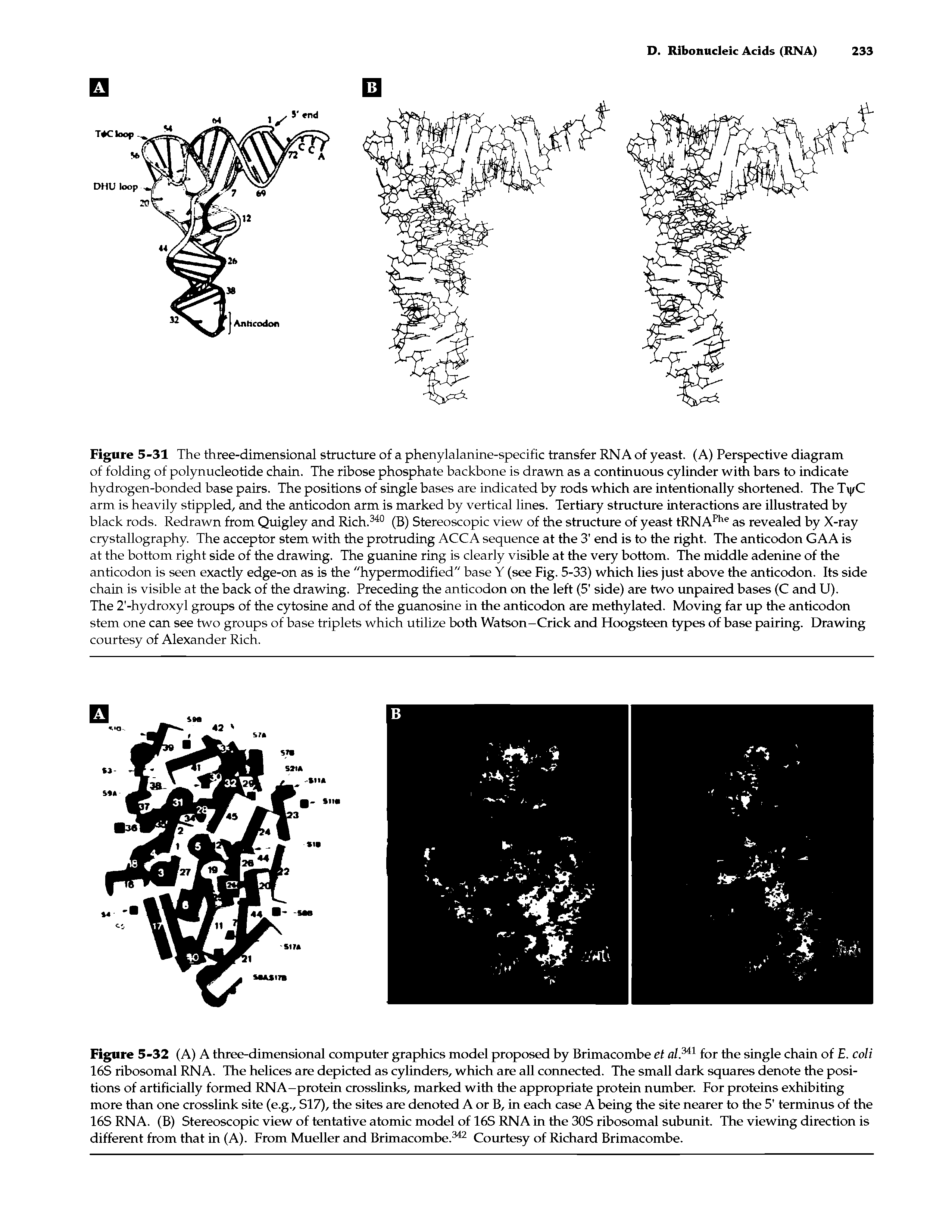Figure 5-32 (A) A three-dimensional computer graphics model proposed by Brimacombe et a/.3 11 for the single chain of E. coli 16S ribosomal RNA. The helices are depicted as cylinders, which are all connected. The small dark squares denote the positions of artificially formed RNA-protein crosslinks, marked with the appropriate protein number. For proteins exhibiting more than one crosslink site (e.g., SI7), the sites are denoted A or B, in each case A being the site nearer to the 5 terminus of the 16S RNA. (B) Stereoscopic view of tentative atomic model of 16S RNA in the 30S ribosomal subunit. The viewing direction is different from that in (A). From Mueller and Brimacombe.342 Courtesy of Richard Brimacombe.