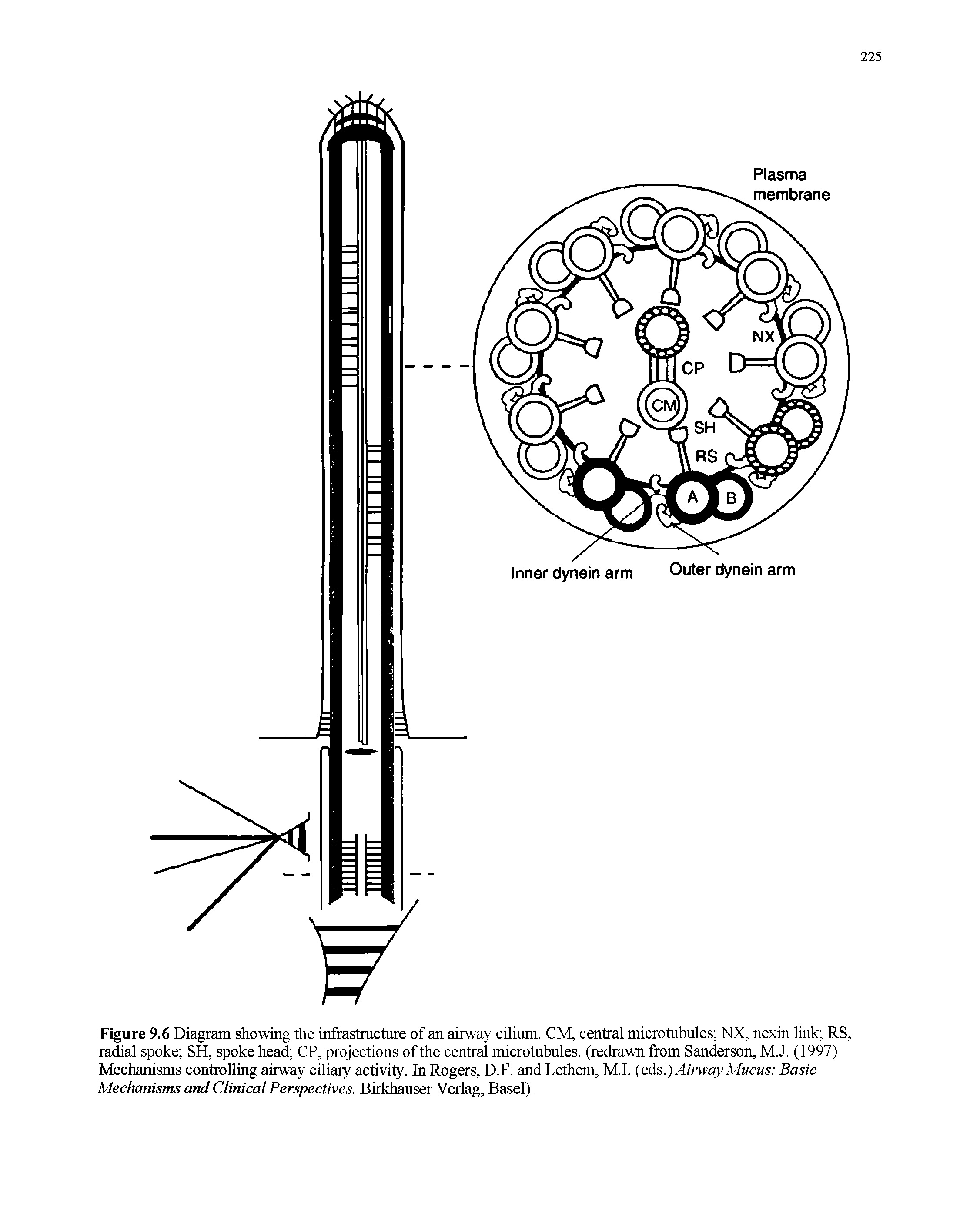 Figure 9.6 Diagram showing the infrastructure of an airway cilium. CM, central microtubules NX, nexin link RS, radial spoke SH, spoke head CP, projections of the central microtubules, (redrawn from Sanderson, M.J. (1997) Mechanisms controlling airway ciliary activity. In Rogers, D.F. andLethem, M.I. (eds.) Airway Mucus Basic Mechanisms and Clinical Perspectives. Birkhauser Verlag, Basel).