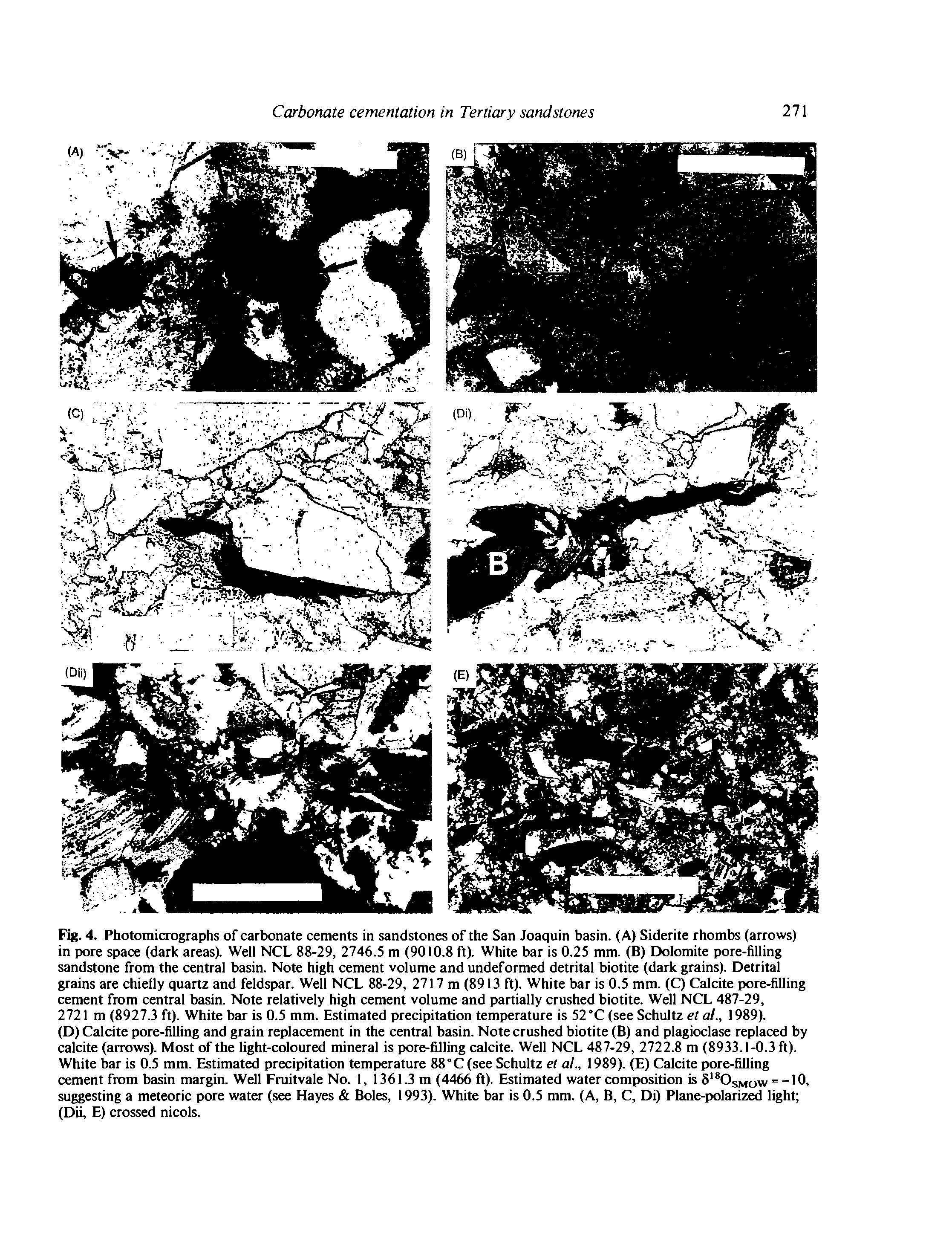 Fig. 4. Photomicrographs of carbonate cements in sandstones of the San Joaquin basin. (A) Siderite rhombs (arrows) in pore space (dark areas). Well NCL 88-29, 2746.5 m (9010.8 ft). White bar is 0.25 mm. (B) Dolomite pore-filling sandstone from the central basin. Note high cement volume and undeformed detrital biotite (dark grains). Detrital grains are chiefly quartz and feldspar. Well NCL 88-29, 2717 m (8913 ft). White bar is 0.5 mm. (C) Calcite pore-filling cement from central basin. Note relatively high cement volume and partially crushed biotite. Well NCL 487-29,...