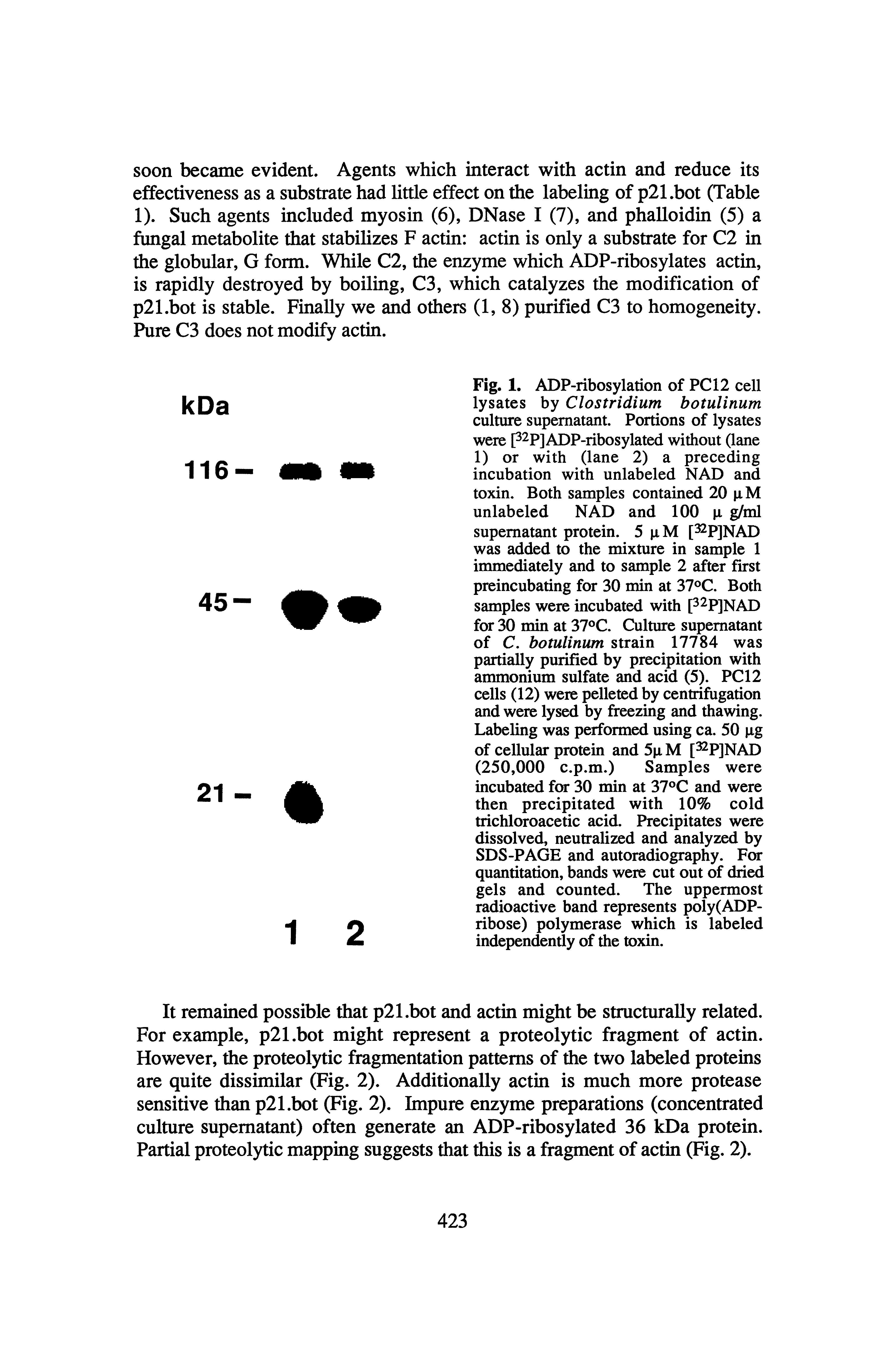 Fig. 1. ADP-ribosylation of PC12 cell lysates by Clostridium botulinum culture supernatant. Portions of lysates were P pjADP-ribosylated without (lane 1) or with (lane 2) a preceding incubation with unlabeled NAD and toxin. Both samples contained 20 pM unlabeled NAD and 100 p ml supernatant protein. 5 pM [32p]NAD was added to the mixture in sample 1 immediately and to sample 2 after first preincubating for 30 min at 37 C. Both samples were incubated with p P]NAD for 30 min at 37 C. Culture supernatant of C. botulinum strain 17784 was partially purified by precipitation with ammonium sulfate and acid (5). PCI 2 cells (12) were pelleted by centrifugation and were lysed by freezing and thawing. Labeling was performed using ca. 50 pg of cellular protein and 5pM [32p]NAD (250,000 c.p.m.) Samples were incubated for 30 min at 37°C and were then precipitated with 10% cold trichloroacetic acid. Precipitates were dissolved, neutralized and analyzed by SDS-PAGE and autoradiography. For quantitation, bands were cut out of dried gels and counted. The uppermost radioactive band represents poly(ADP-ribose) polymerase which is labeled independently of the toxin.