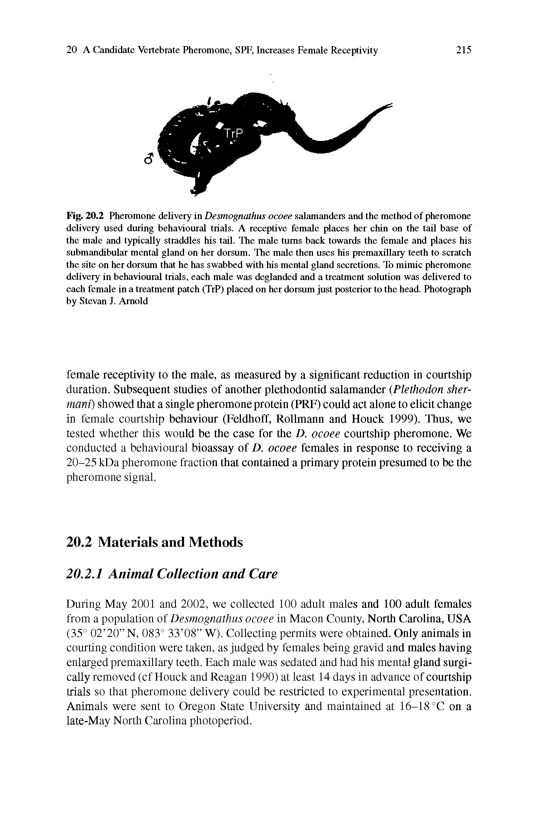 Fig. 20.2 Pheromone delivery in Desmognathus ocoee salamanders and the method of pheromone delivery used during behavioural trials. A receptive female places her chin on the tail base of the male and typically straddles his tail. The male turns back towards the female and places his submandibular mental gland on her dorsum. The male then uses his premaxillary teeth to scratch the site on her dorsum that he has swabbed with his mental gland secretions. To mimic pheromone delivery in behavioural trials, each male was deglanded and a treatment solution was delivered to each female in a treatment patch (TrP) placed on her dorsum just posterior to the head. Photograph by Stevan J. Arnold...