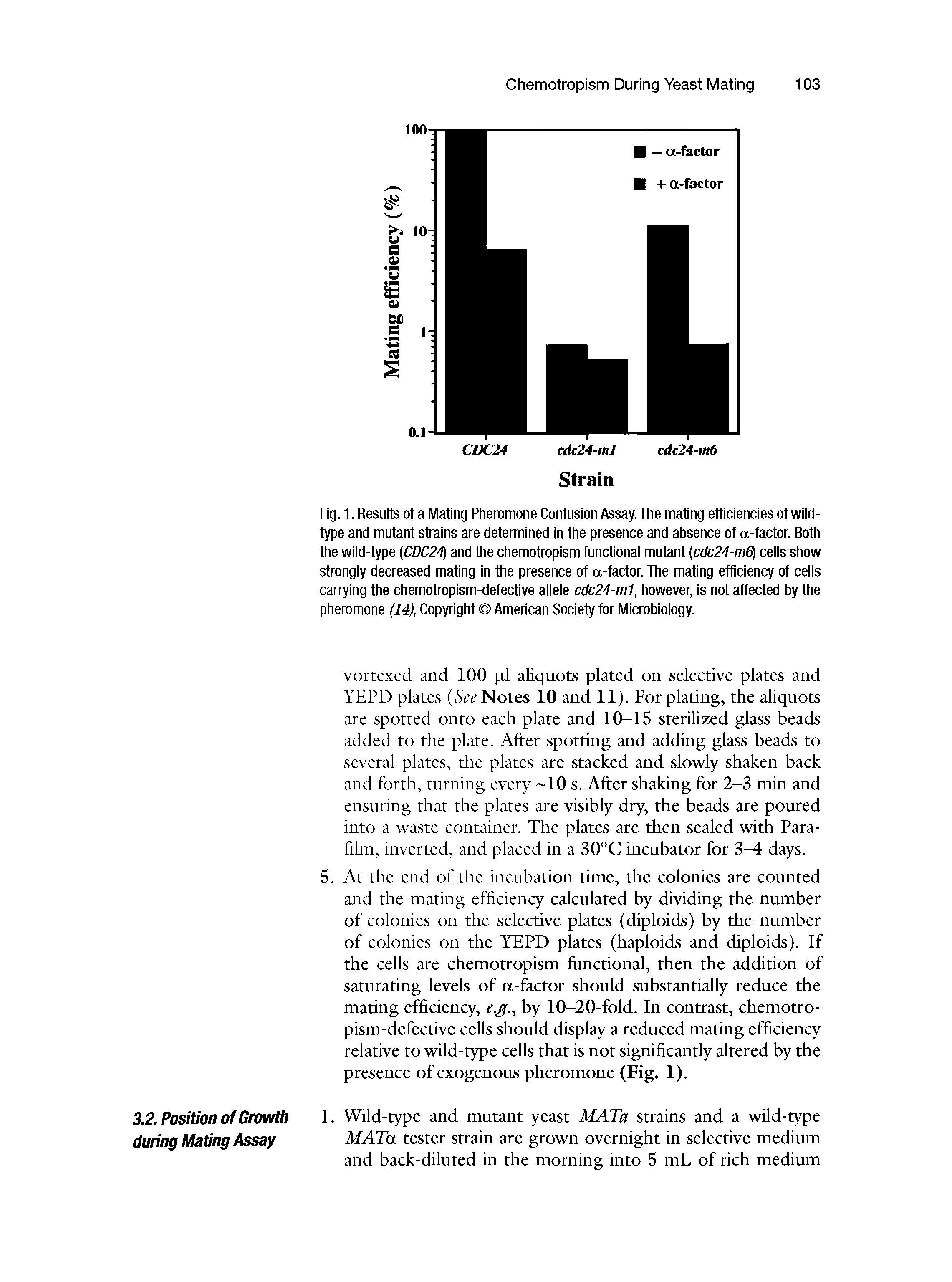 Fig. 1. Resuits of a Mating Pheromone Confusion Assay. The mating efficiencies of wiid-type and mutant strains are determined in the presence and absence of a-factor. Both the wiid-type (CDC24) and the chemotropism functionai mutant cdc24-m6) ceiis show strongiy decreased mating in the presence of a-factor. The mating efficiency of ceiis carrying the chemotropism-defective aiieie cdc24-m1, however, is not affected by the pheromone (14), Copyright American Society for Microbioiogy.