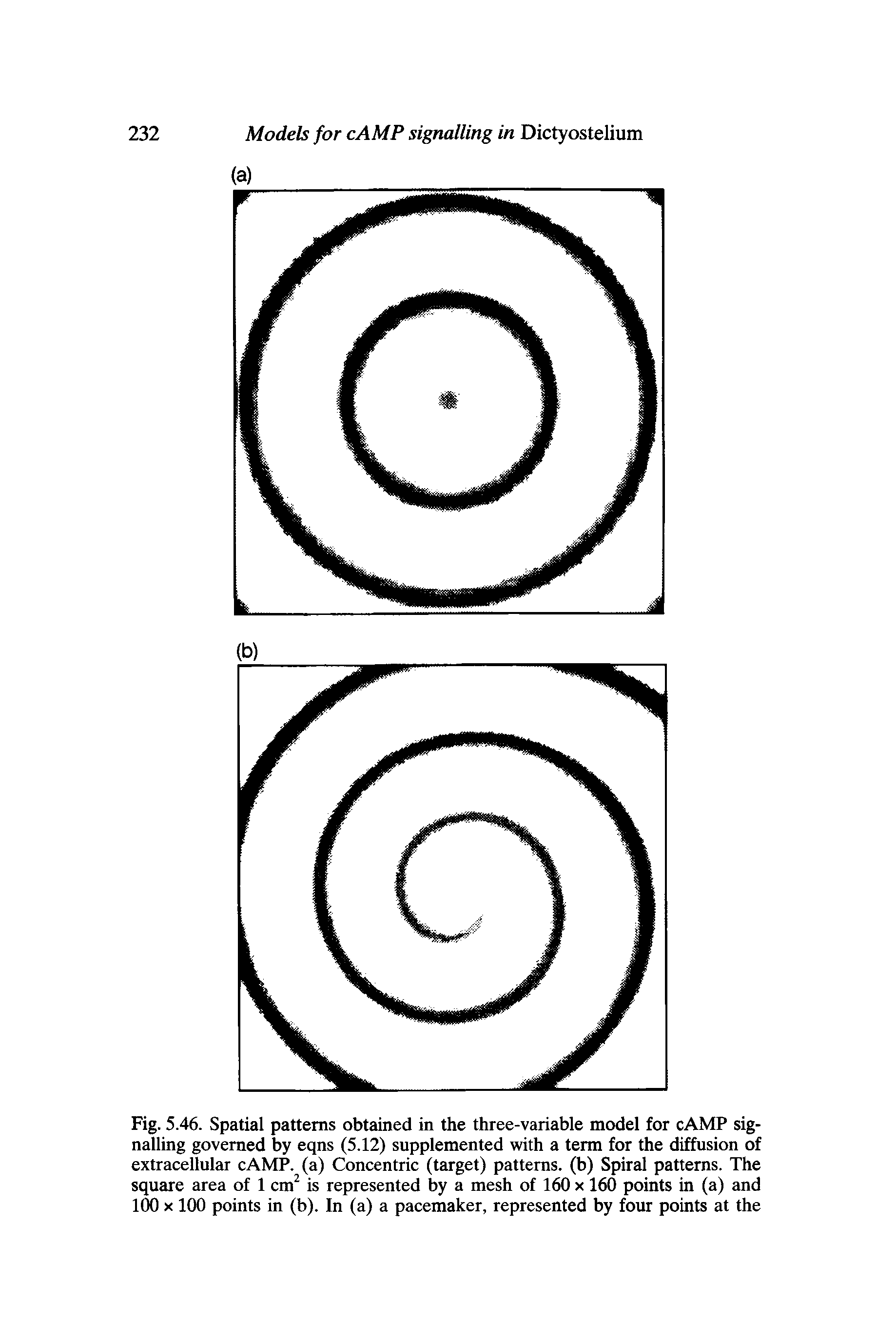 Fig. 5.46. Spatial patterns obtained in the three-variable model for cAMP signalling governed by eqns (5.12) supplemented with a term for the diffusion of extracellular cAMP. (a) Concentric (target) patterns, (b) Spiral patterns. The square area of 1 cm is represented by a mesh of 160 x 160 points in (a) and 100 X 100 points in (b). In (a) a pacemaker, represented by four points at the...
