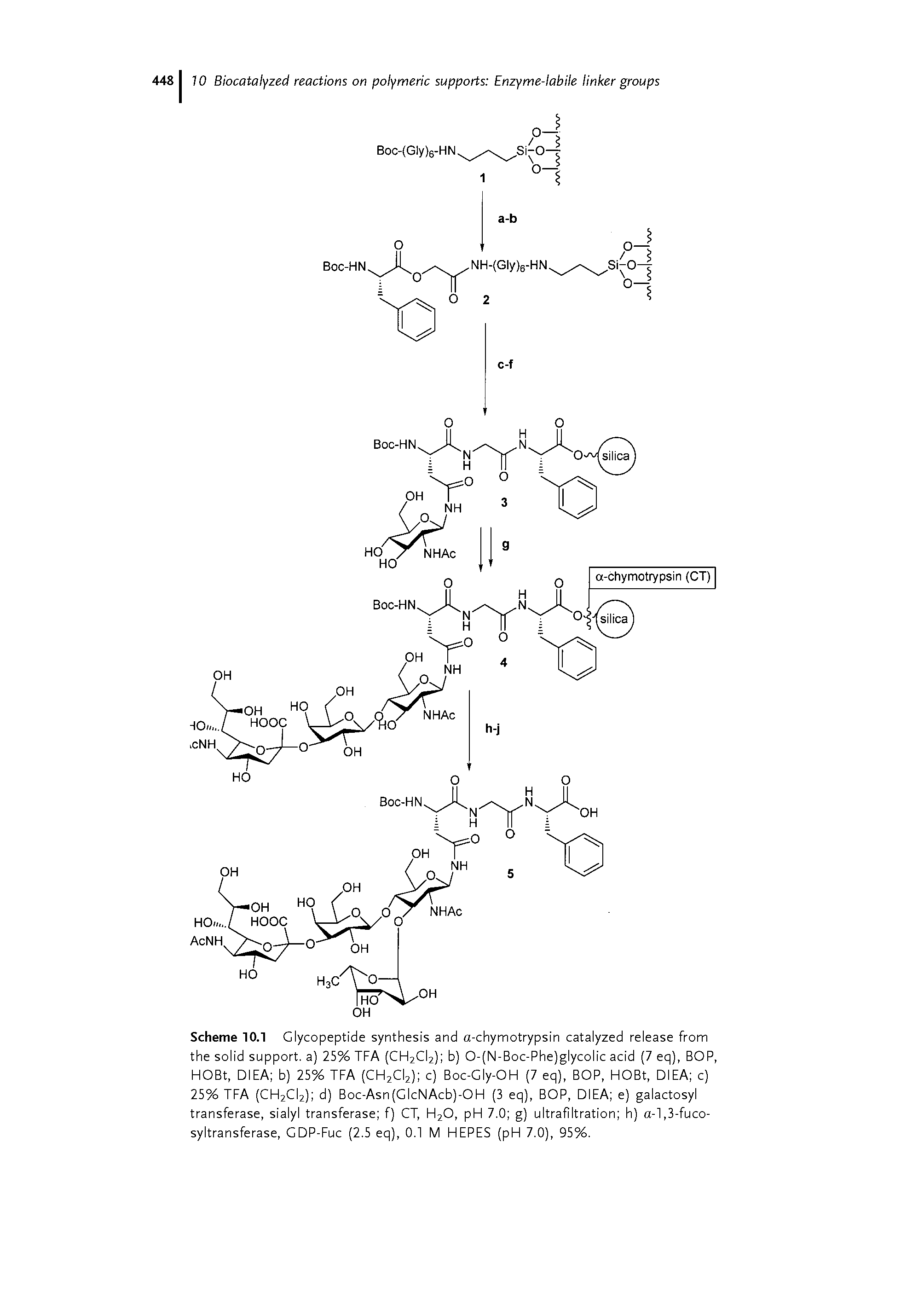 Scheme 10.1 Glycopeptide synthesis and a-chymotrypsin catalyzed release from the solid support, a) 25% TFA (CH2CI2) b) 0-(N-Boc-Phe)glycolic acid (7 eq), BOP, HOBt, DIEA b) 25% TFA (CH2CI2) c) Boc-Gly-OH (7 eq), BOP, HOBt, DIEA c) 25% TFA (CH2CI2) d) Boc-Asn(GlcNAcb)-OH (3 eq), BOP, DIEA e) galactosyl transferase, sialyl transferase f) CT, H2O, pH 7.0 g) ultrafiltration h) a-l,3-fuco-syltransferase, GDP-Fuc (2.5 eq), 0.1 M HEPES (pH 7.0), 95%.