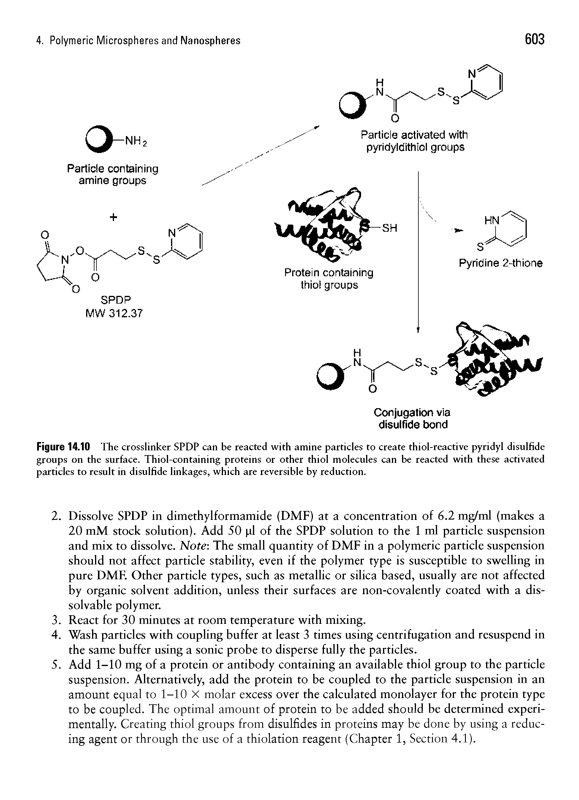 Figure 14.10 The crosslinker SPDP can be reacted with amine particles to create thiol-reactive pyridyl disulfide groups on the surface. Thiol-containing proteins or other thiol molecules can be reacted with these activated particles to result in disulfide linkages, which are reversible by reduction.