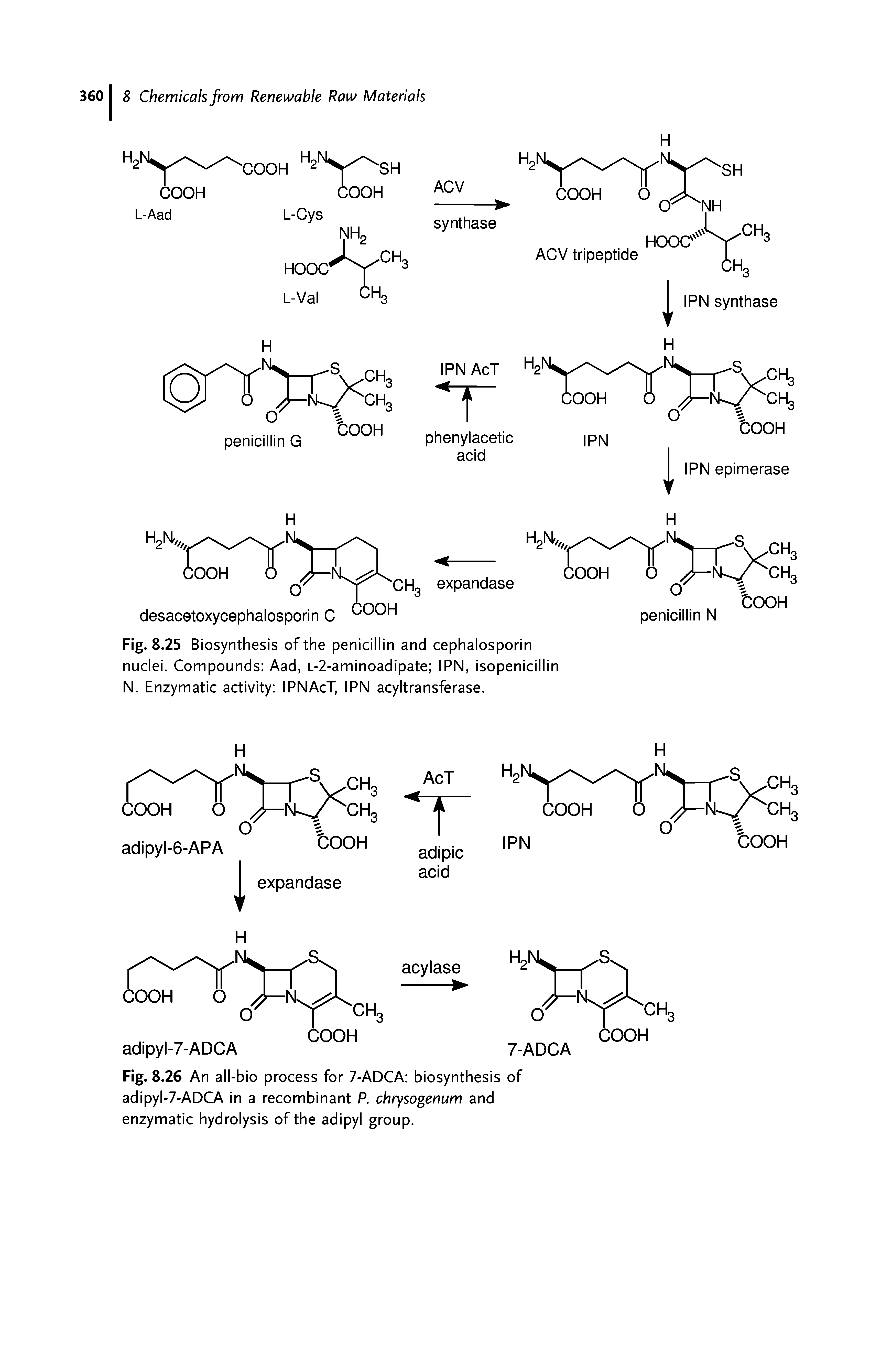 Fig. 8.25 Biosynthesis of the penicillin and cephalosporin nuclei. Compounds Aad, L-2-aminoadipate IPN, isopenicillin N. Enzymatic activity IPN AcT, IPN acyltransferase.