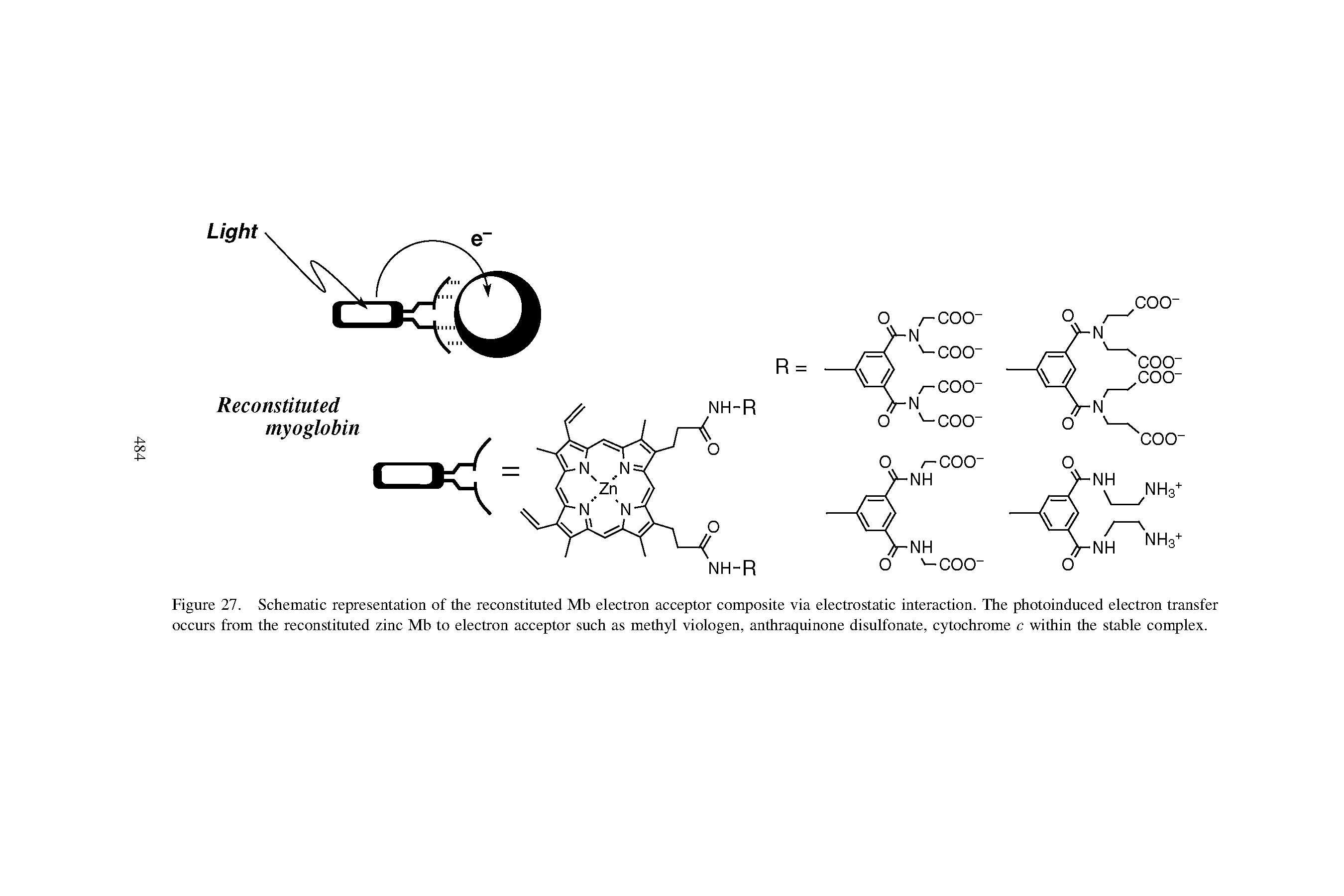 Figure 27. Schematic representation of the reconstituted Mb electron acceptor composite via electrostatic interaction. The photoinduced electron transfer occurs from the reconstituted zinc Mb to electron acceptor such as methyl viologen, anthraquinone disulfonate, cytochrome c within the stable complex.