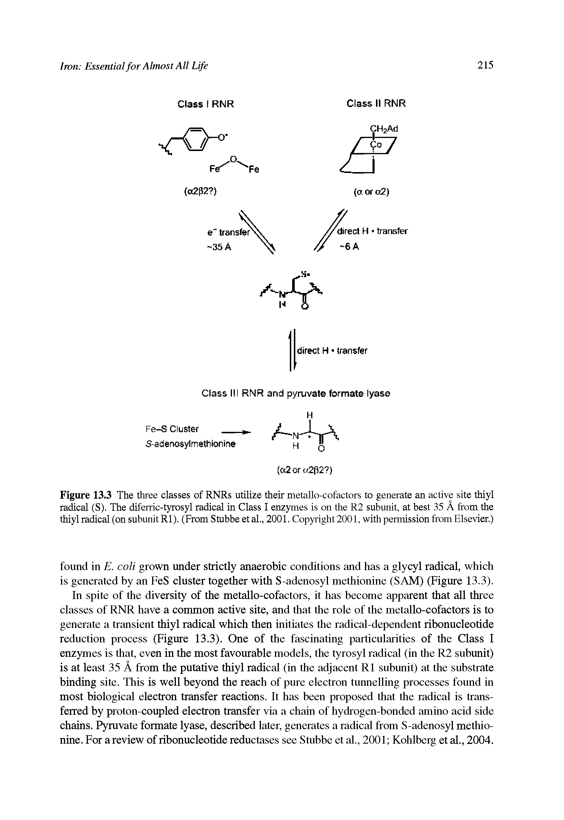 Figure 13.3 The three classes of RNRs utilize their metallo-cofactors to generate an active site thiyl radical (S). The diferric-tyrosyl radical in Class I enzymes is on the R2 subunit, at best 35 A from the thiyl radical (on subunit Rl). (FromStubbeetal., 2001. Copyright 2001, with permission from Elsevier.)...