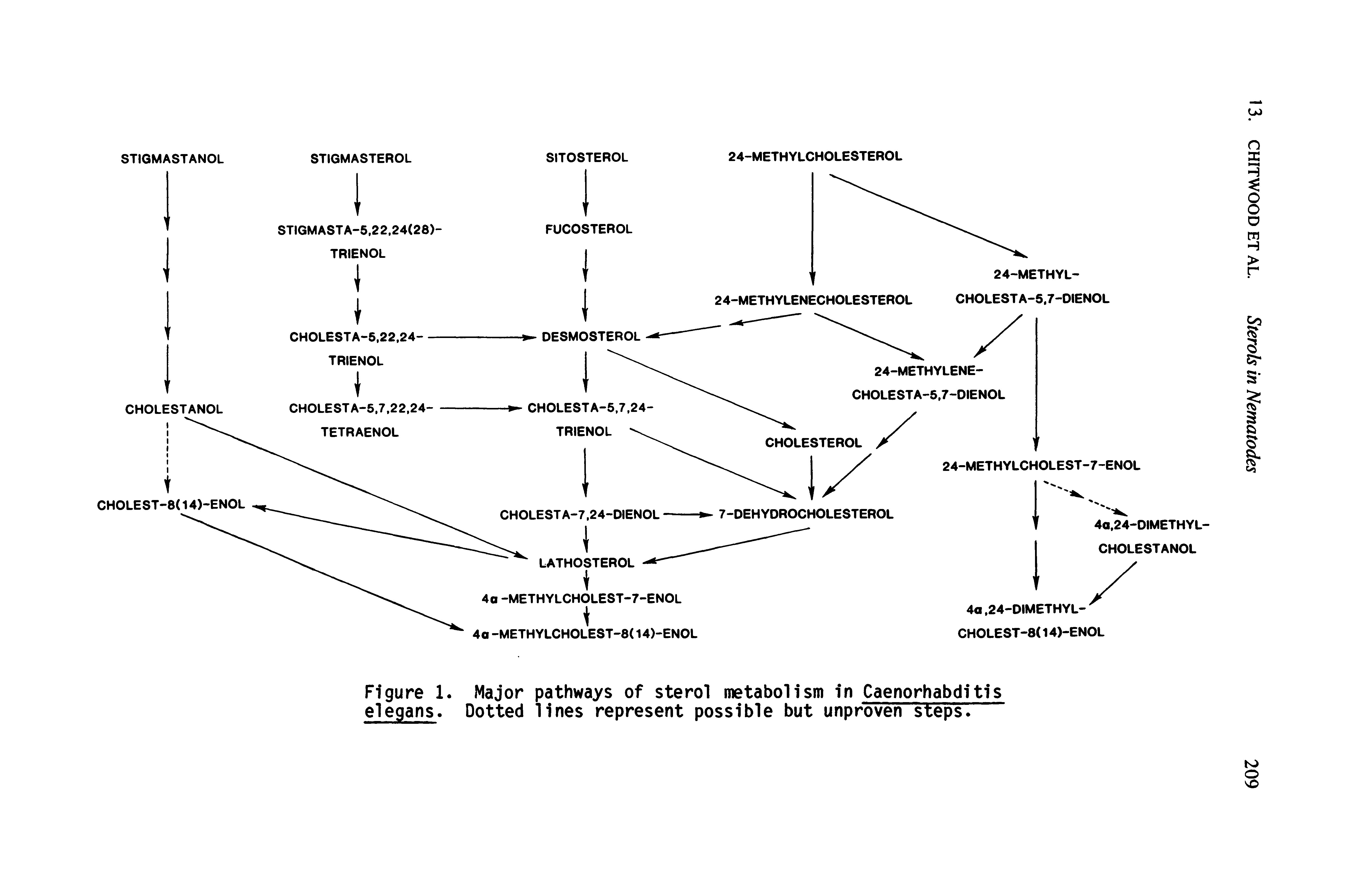 Figure 1. Major pathways of sterol metabolism In Caenorhabdlt1s elegans. Dotted lines represent possible but unproven steps.