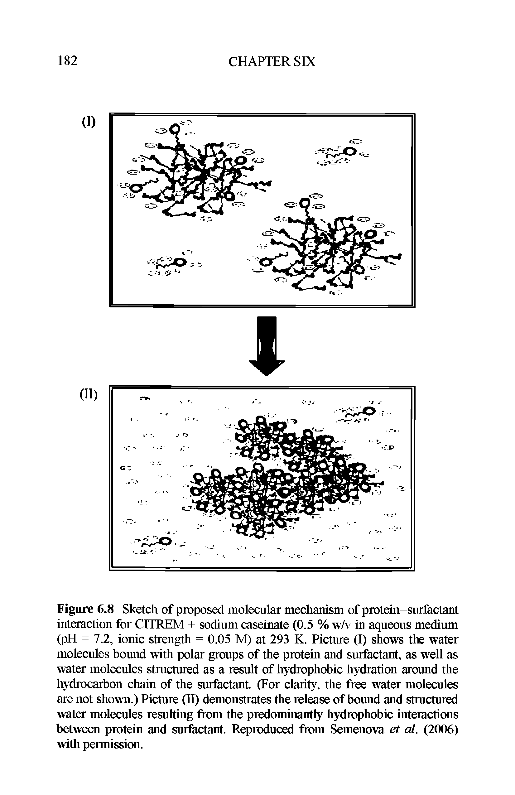 Figure 6.8 Sketch of proposed molecular mechanism of protein-surfactant interaction for CITREM + sodium caseinate (0.5 % w/v in aqueous medium (pH = 7.2, ionic strength = 0.05 M) at 293 K. Picture (I) shows the water molecules bound with polar groups of the protein and surfactant, as w ell as w ater molecules structured as a result of hydrophobic hydration around the hydrocarbon chain of the surfactant. (For clarity, the free w ater molecules are not shown.) Picture (H) demonstrates the release of bound and structured water molecules resulting Rom the predominantly hydrophobic interactions between protein and surfactant. Reproduced Rom Semenova et al. (2006) with permission.