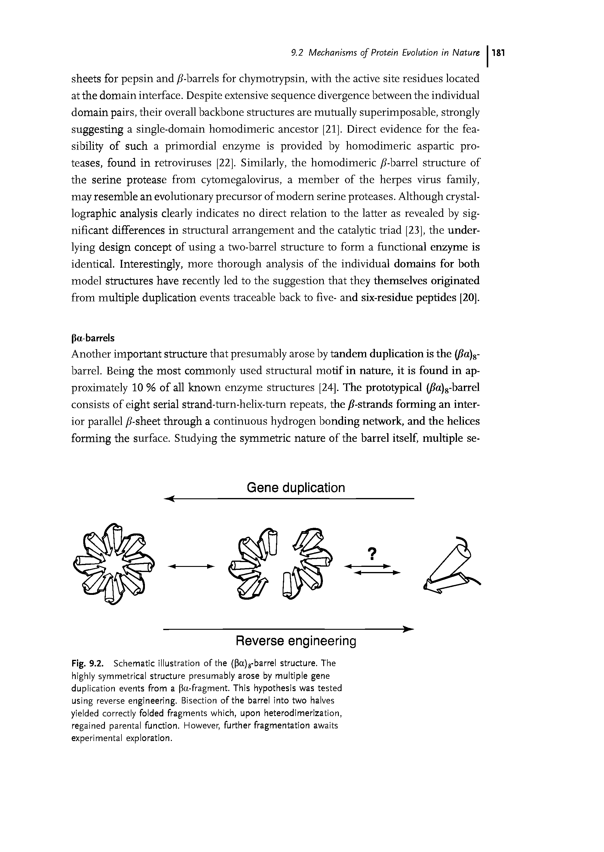 Fig. 9.2. Schematic illustration of the (Pa)g-barrel structure. The highly symmetrical structure presumably arose by multiple gene duplication events from a Pa-fragment. This hypothesis was tested using reverse engineering. Bisection of the barrel into two halves yielded correctly folded fragments which, upon heterodimerization, regained parental function. However, further fragmentation awaits experimental exploration.